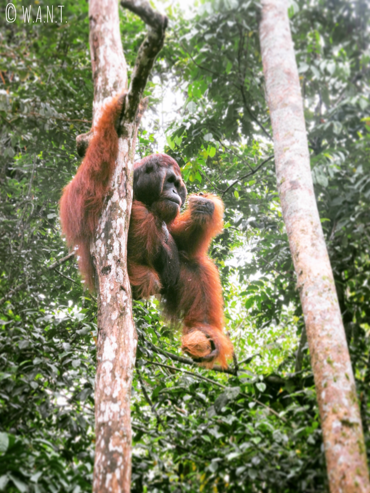 Ricchie, orang-outan du Semenggoh Nature Reserve