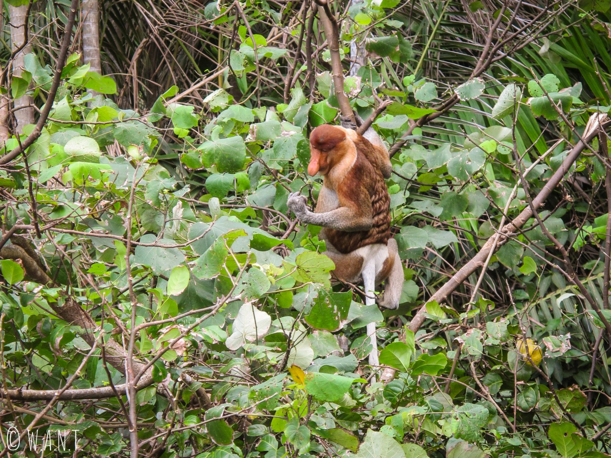 Singe nasique sur le trail numéro 3 Telok Pacu au Bako National Park