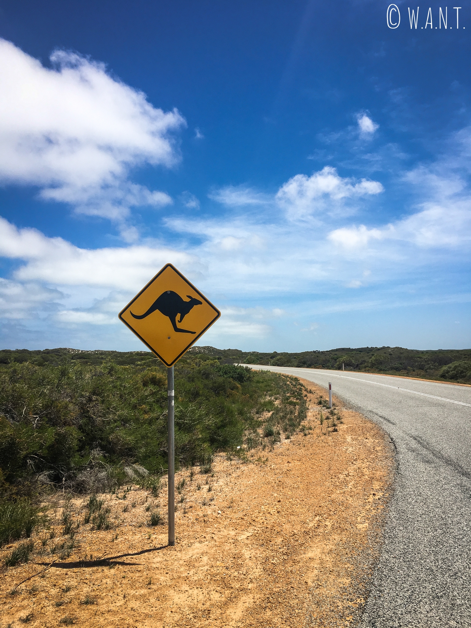Attention aux kangourous, panneau sur la route des Pinnacles près de Cervantes