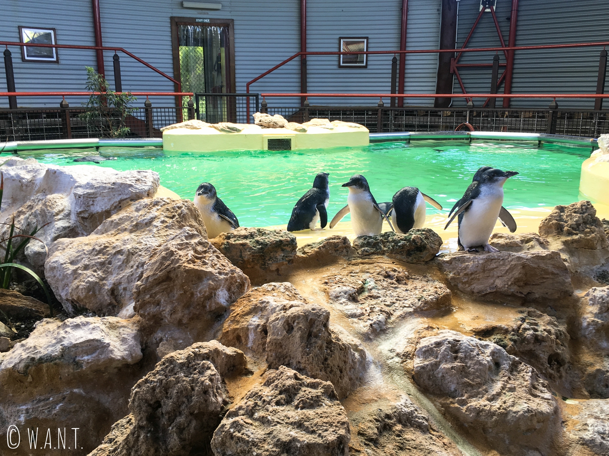 Bassin et pingouins sur Penguin Island
