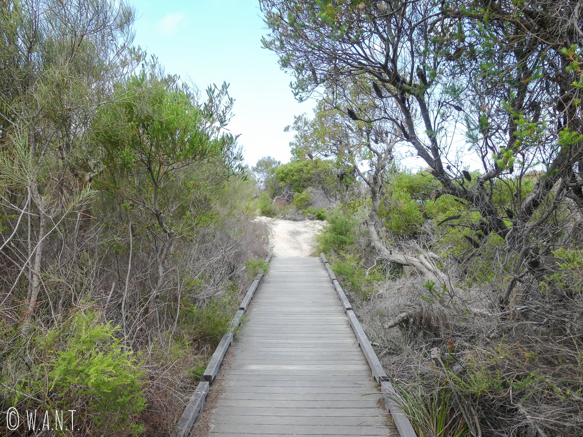 Chemin de la randonnée Manly Scenic Walkway près de Sydney