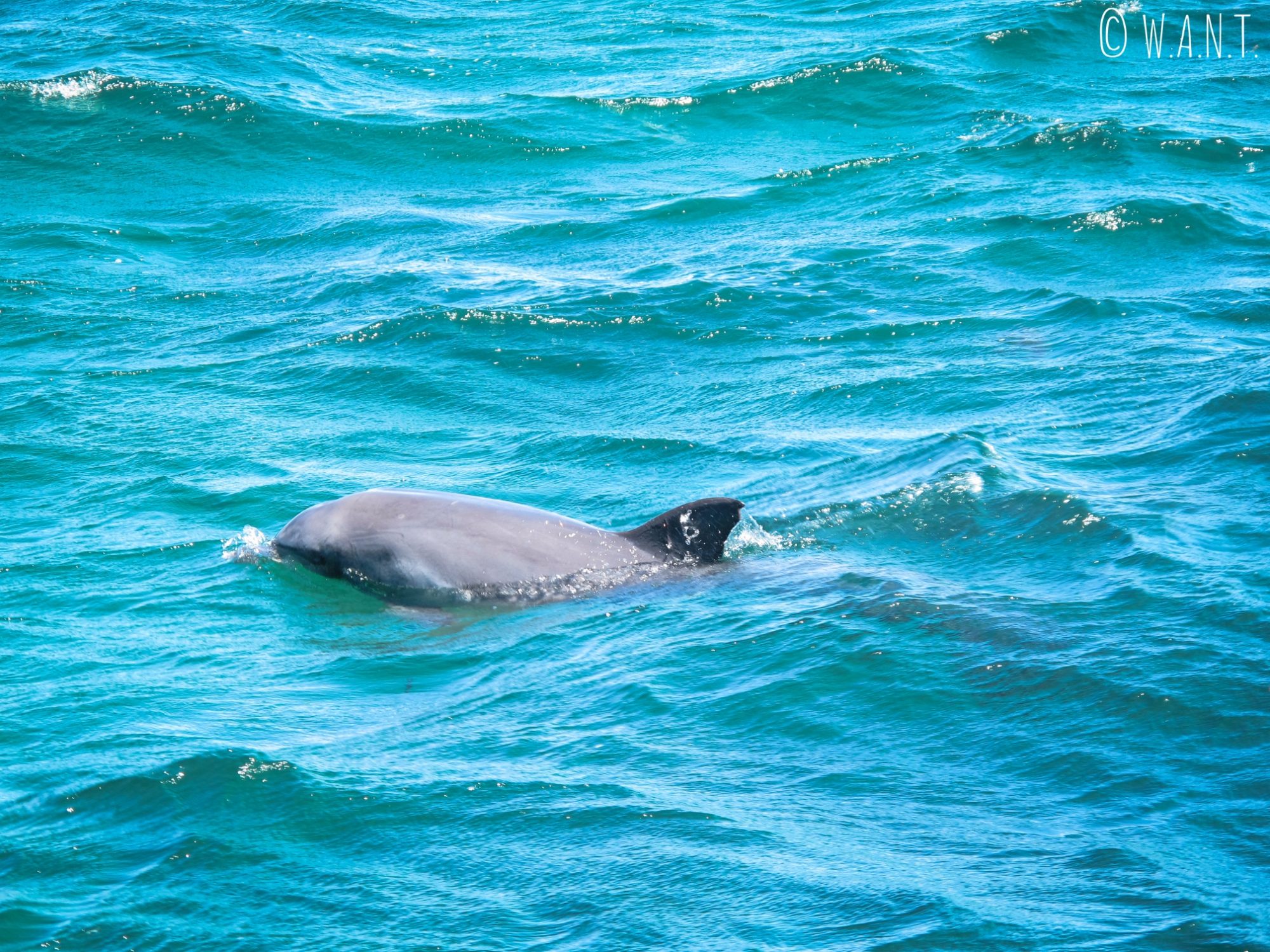 Dauphin aperçu lors de la croisière Dolphin, Penguin & Sea Lion Cruise sur Penguin Island