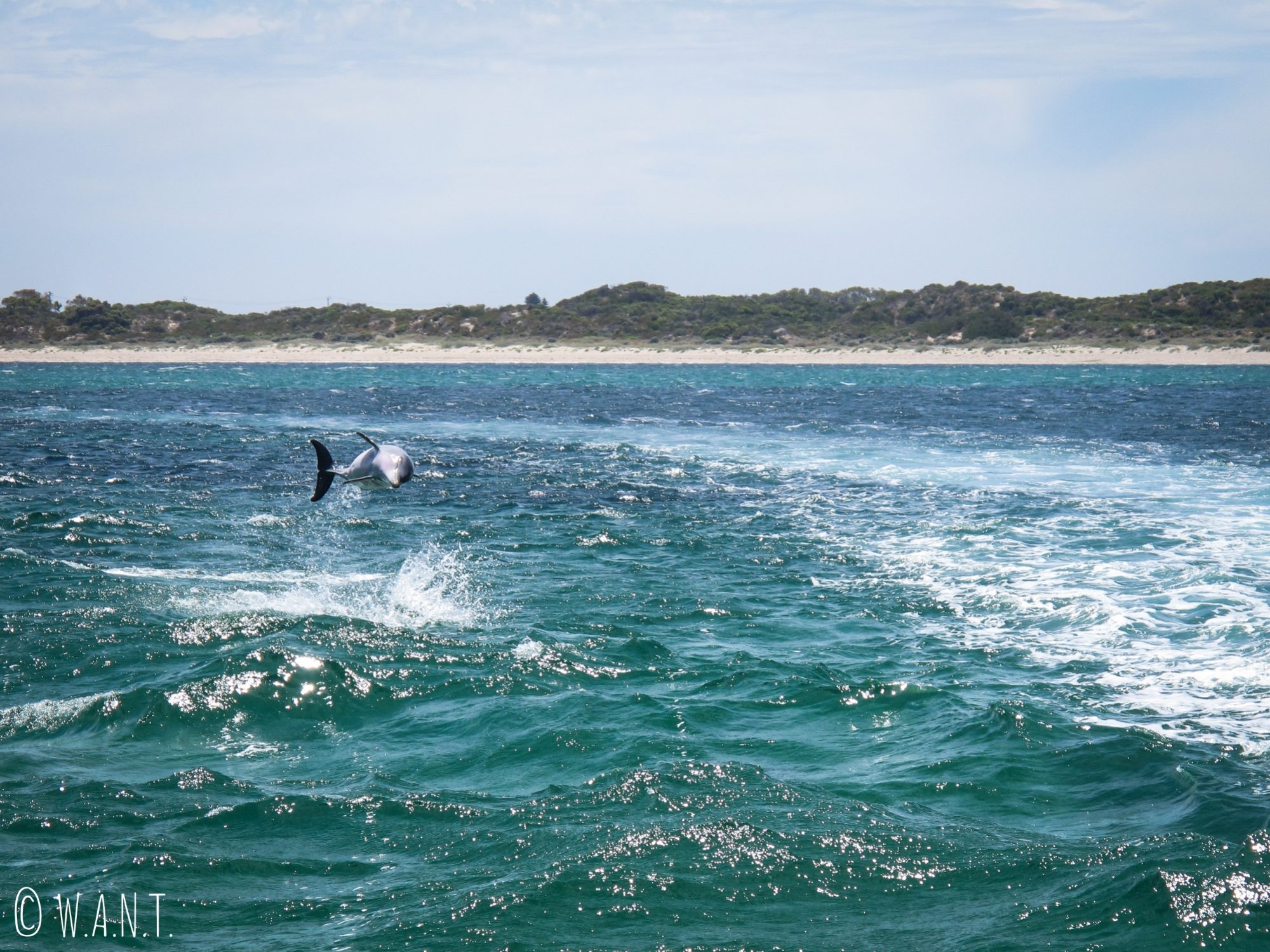 Dauphin qui saute vu sur la croisière Dolphin, Penguin & Sea Lion Cruise sur Penguin Island