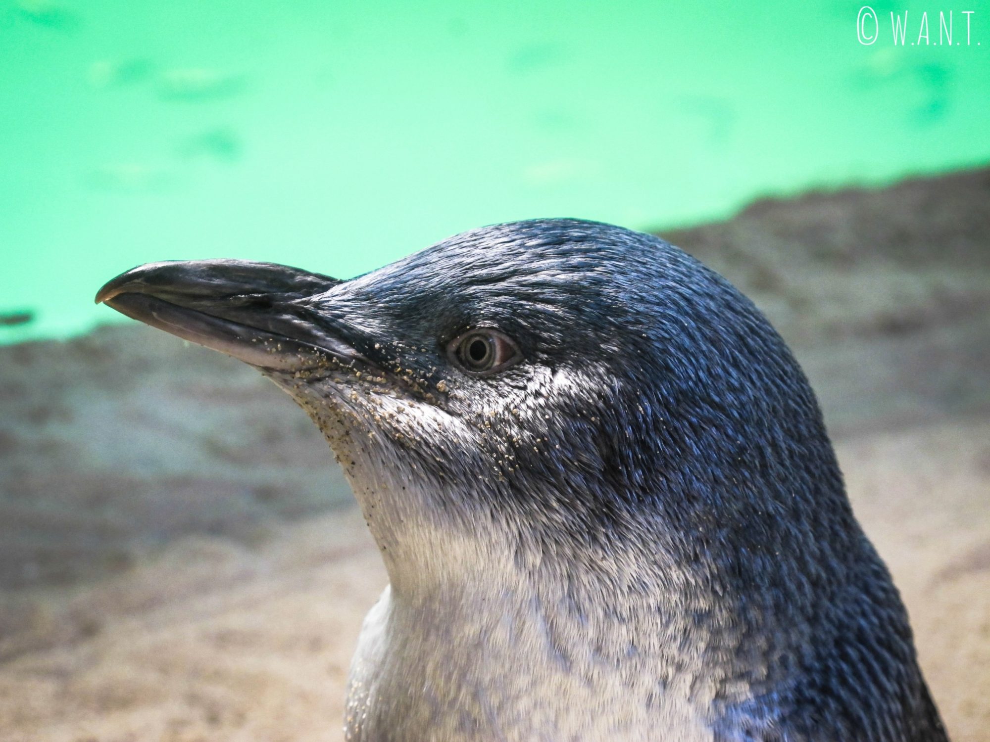 Gros plan sur l'un des pingouins de Penguin Island