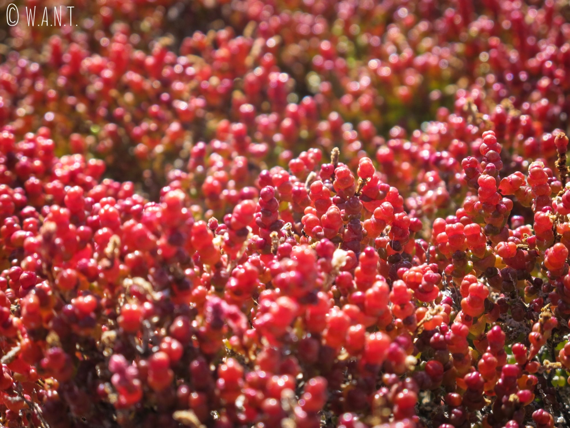Gros plans sur les plantes rouges du Pink Lake de Rottnest Island