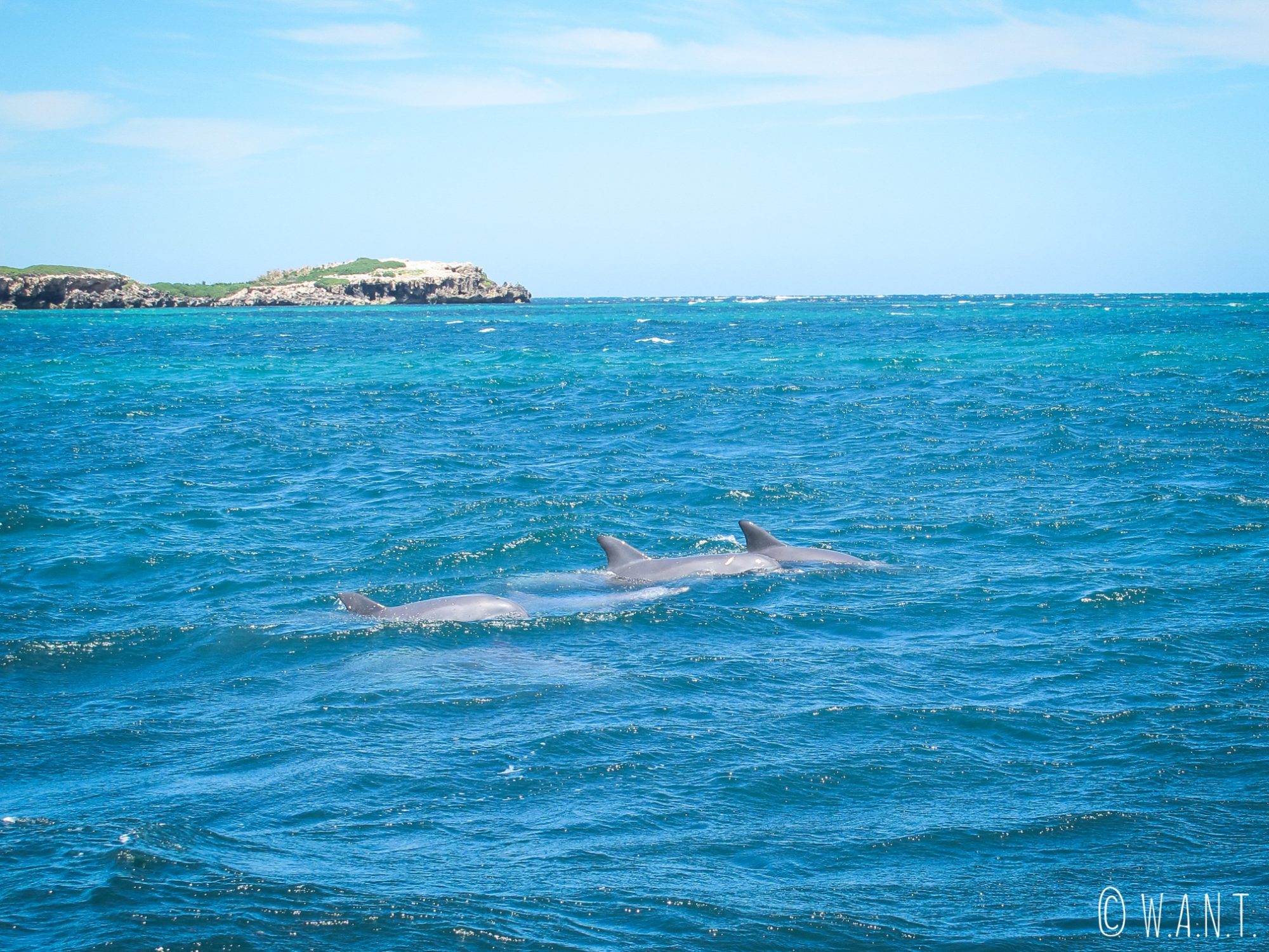Groupe de dauphins durant la croisière Dolphin, Penguin & Sea Lion Cruise sur Penguin Island