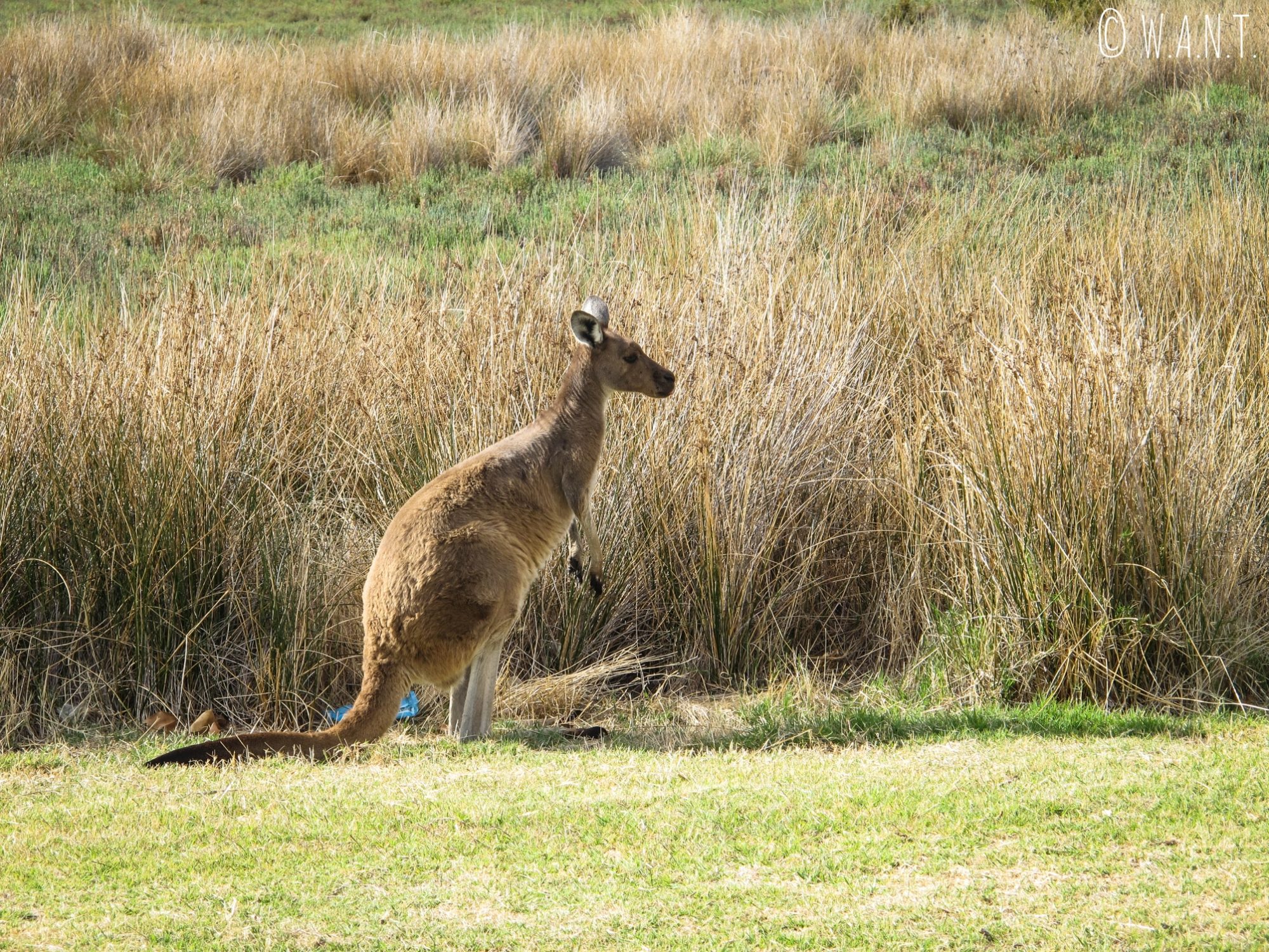 Il ne reste qu'un petit nombre de kangourous sur Heirisson Island à Perth, et nous avons eu la chance d'en voir plusieurs
