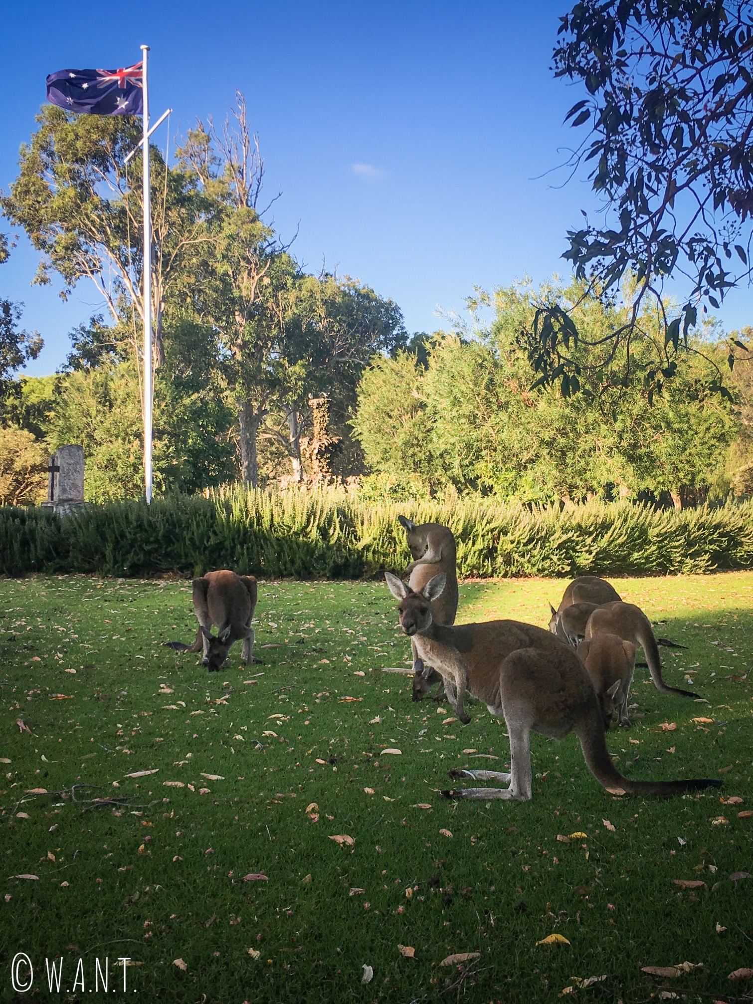 Kangourous en liberté au Yanchep National Park au nord de Perth