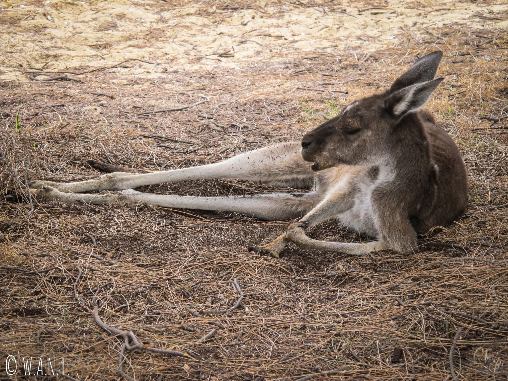 Le premier kangourou que nous avons aperçu en Australie, sur Heirisson Island à Perth