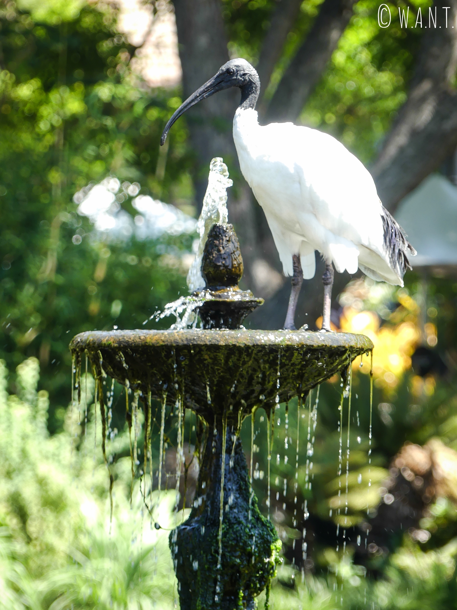 Les ibis à cou noir peuplent le Royal Botanic Garden de Sydney