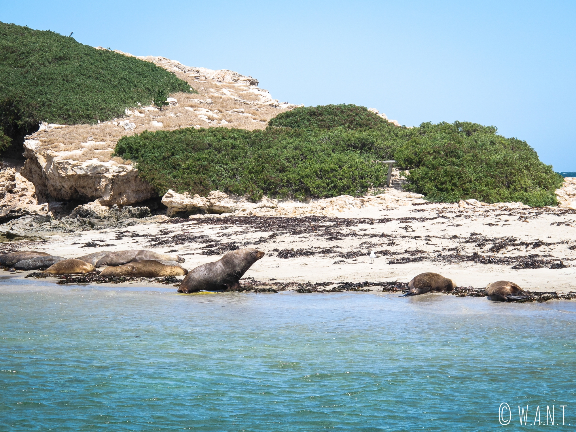 Lions de mer visibles avec la croisière Dolphin, Penguin & Sea Lion Cruise sur Penguin Island