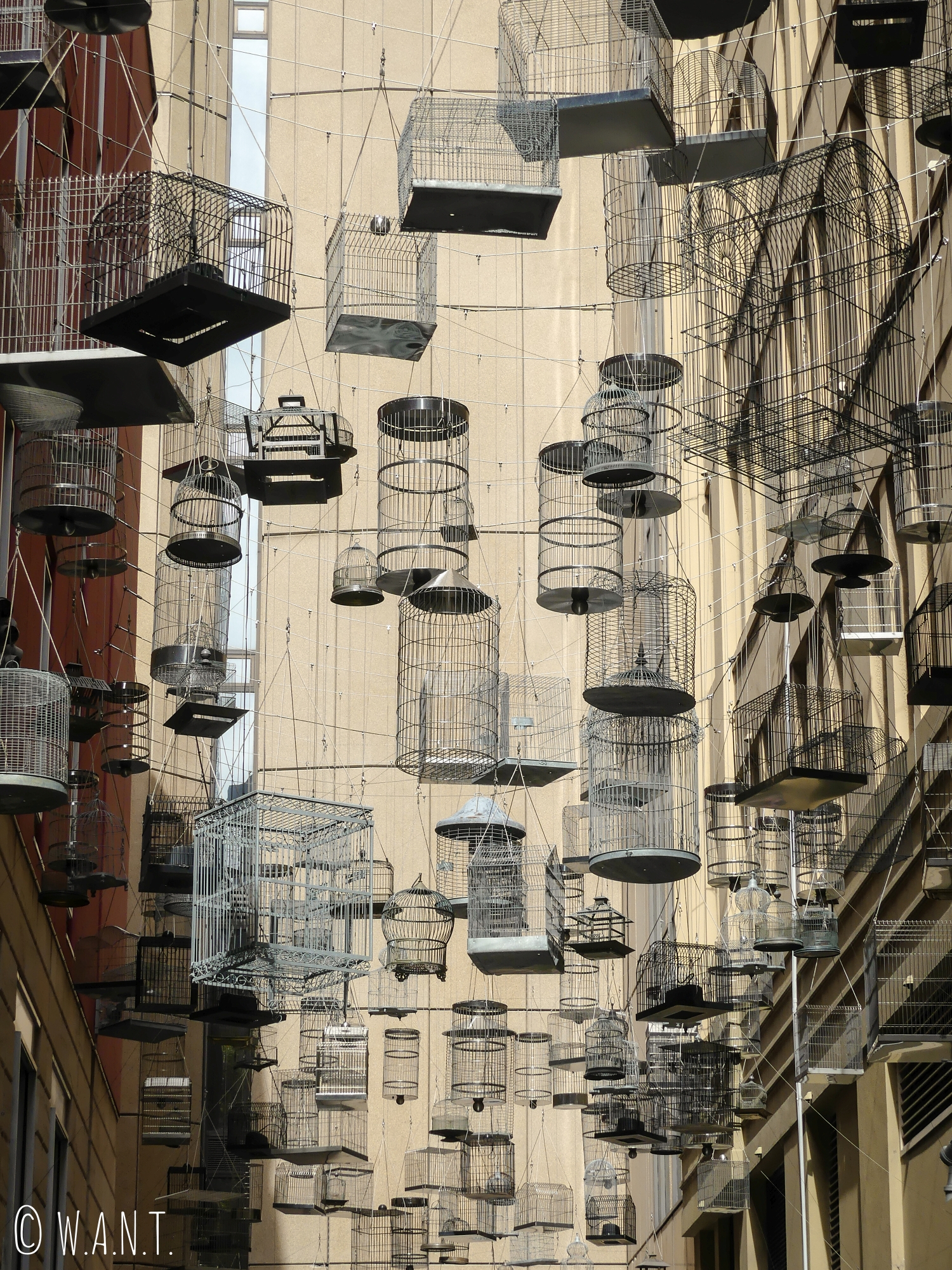 Oeuvre d'art en hommage aux oiseaux disparus dans les rues de Sydney
