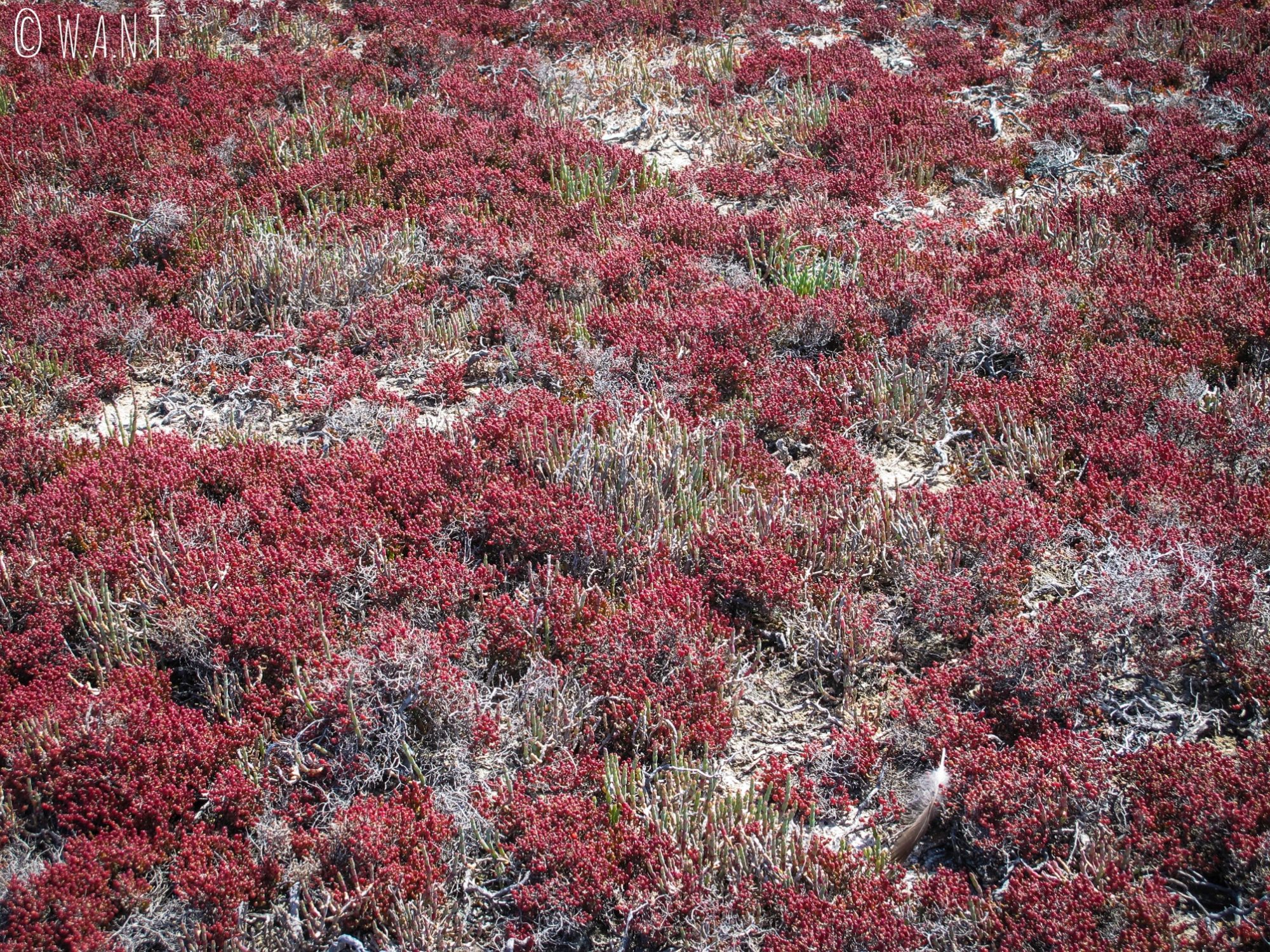 Plantes rouges autour du Pink Lake de Rottnest Island