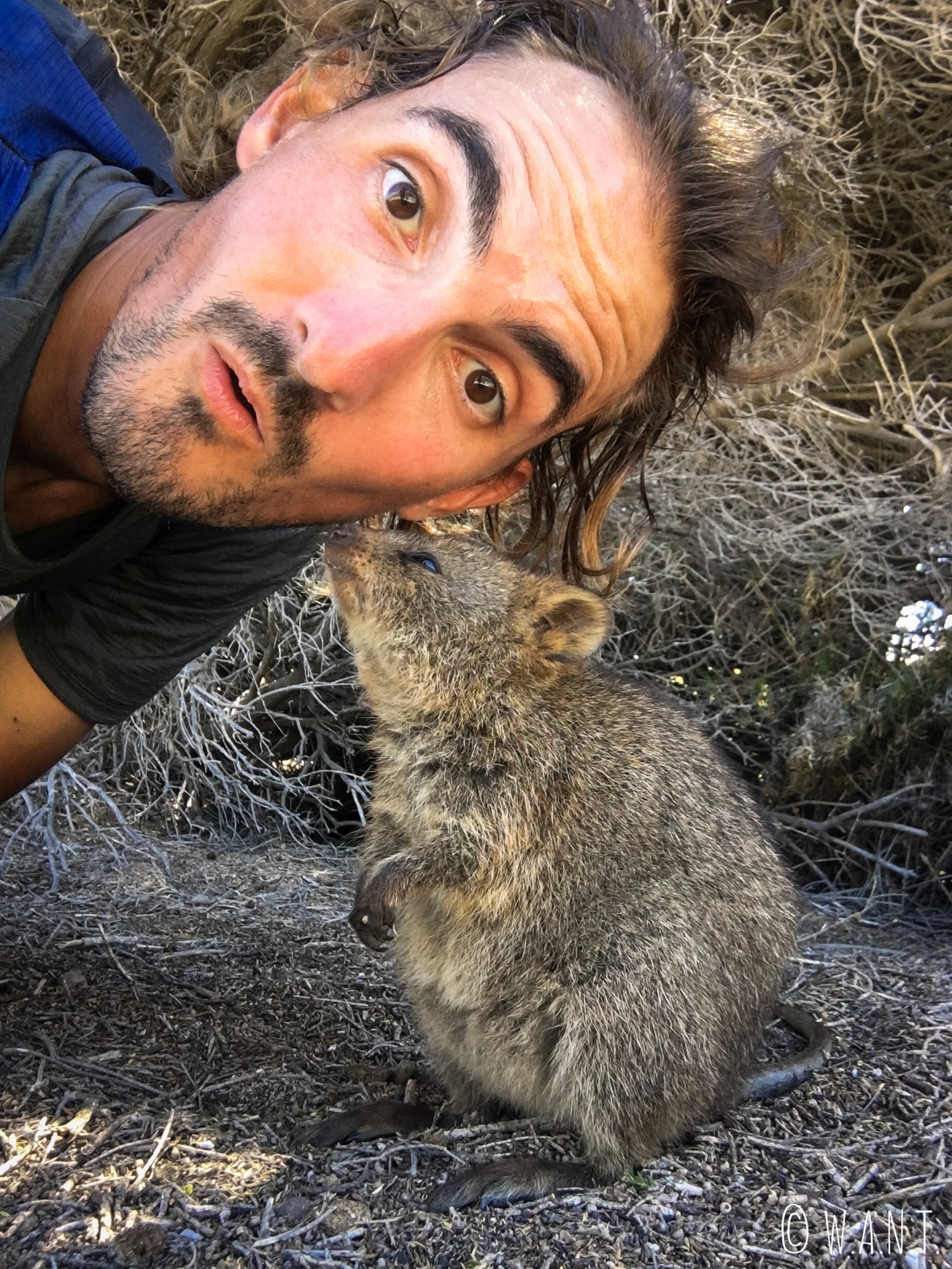 Selfie quokka sur Rottnest Island