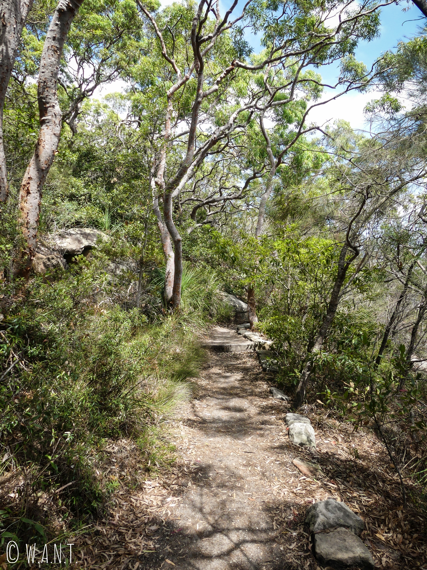 Une partie de la randonnée Manly Scenic Walkway nous fait passer à travers la végétation
