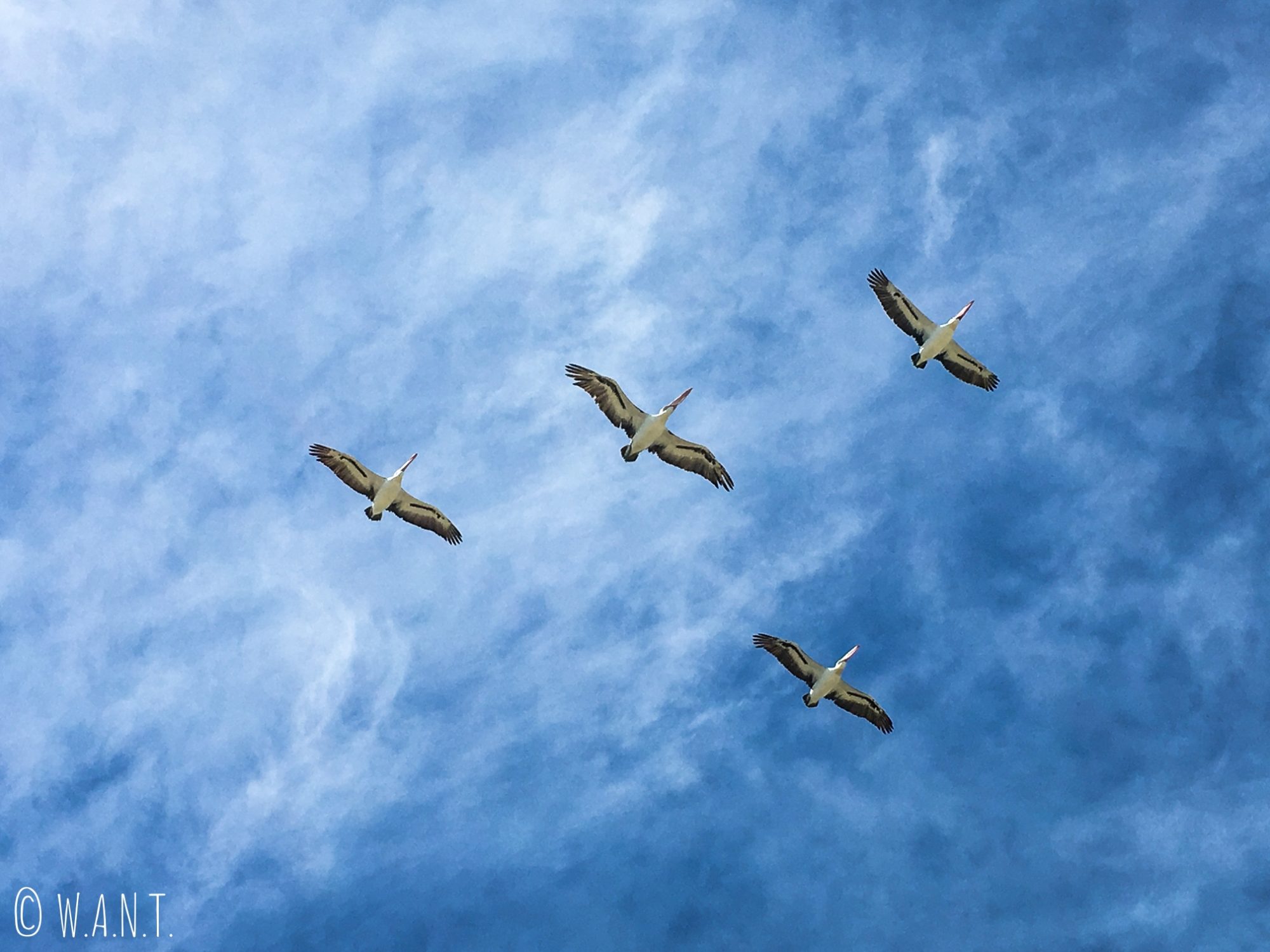 Vol de pélicans au-dessus de Penguin Island
