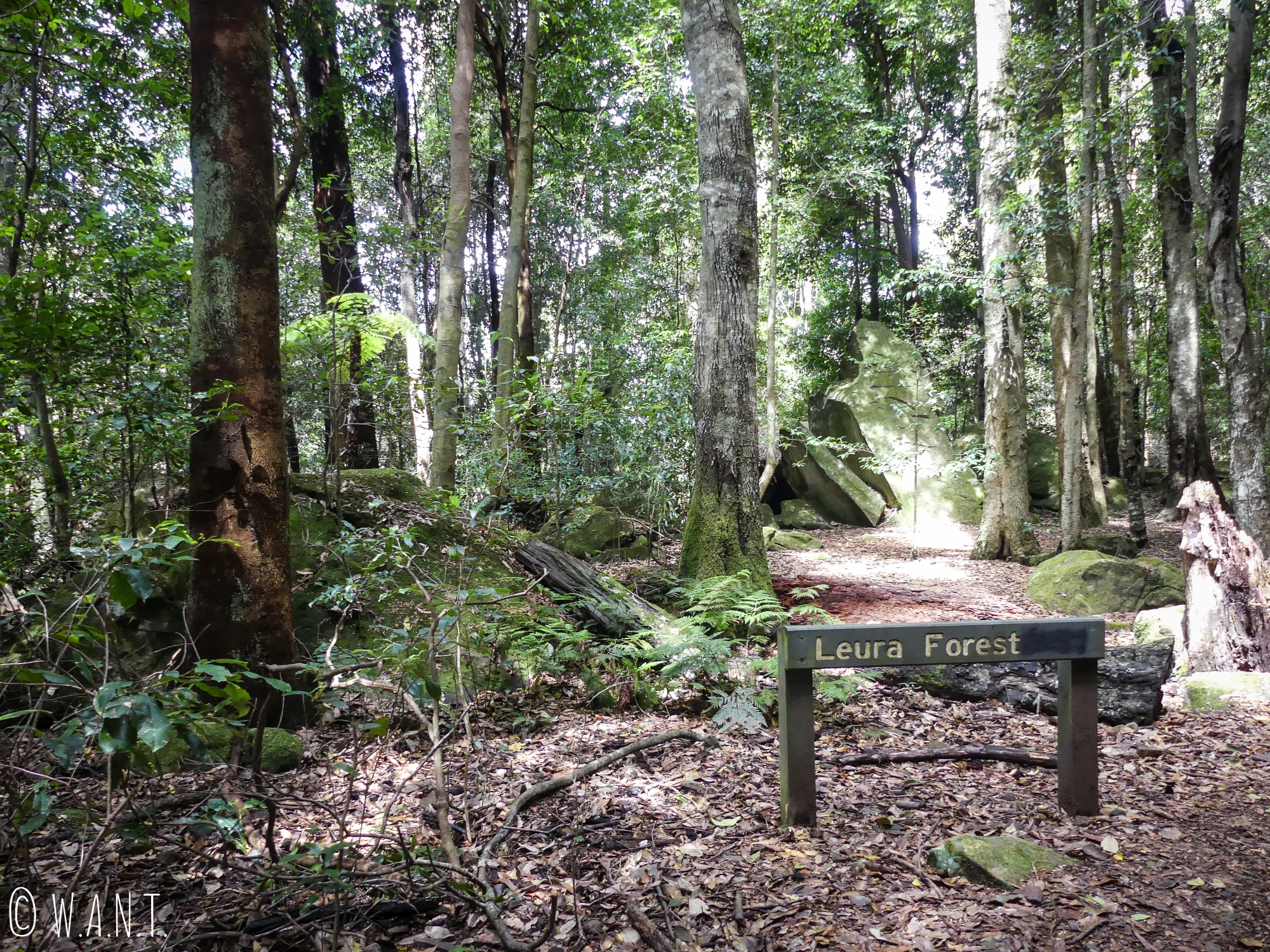 Au coeur de la Forêt d'Eucalyptus du Leura dans le parc national des Blue Moutains