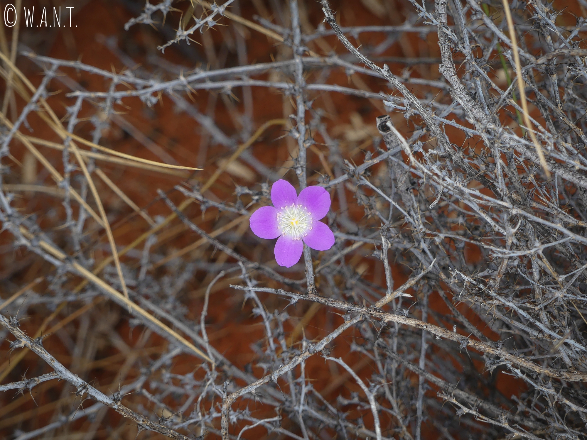 Fleur violette dans le parc national Uluru-Kata Tjuta