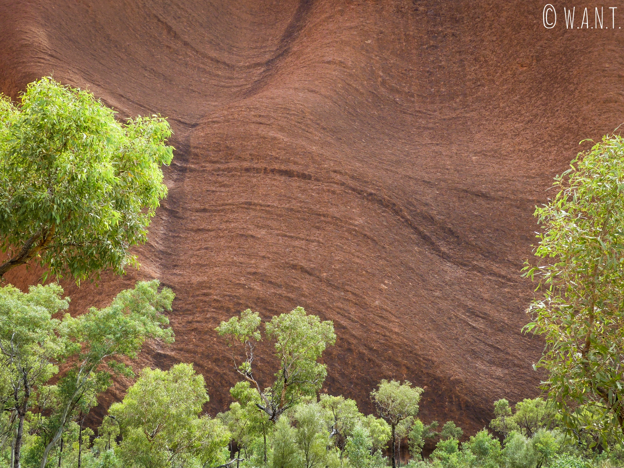 Gros plan sur le rocher Uluru-Ayers Rock