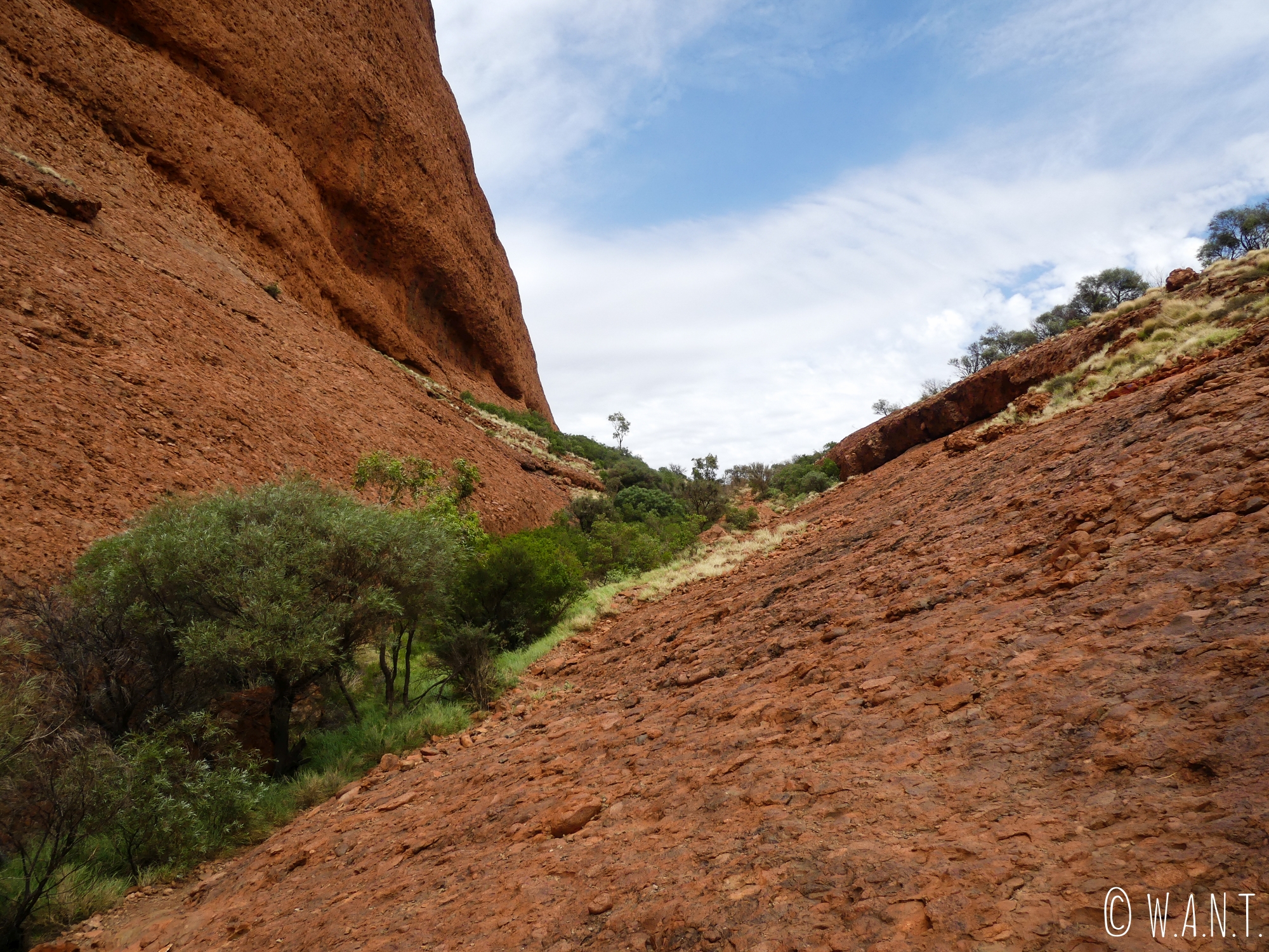 La végétation pousse sur la roche rouge au parc national Uluru-Kata Tjuta