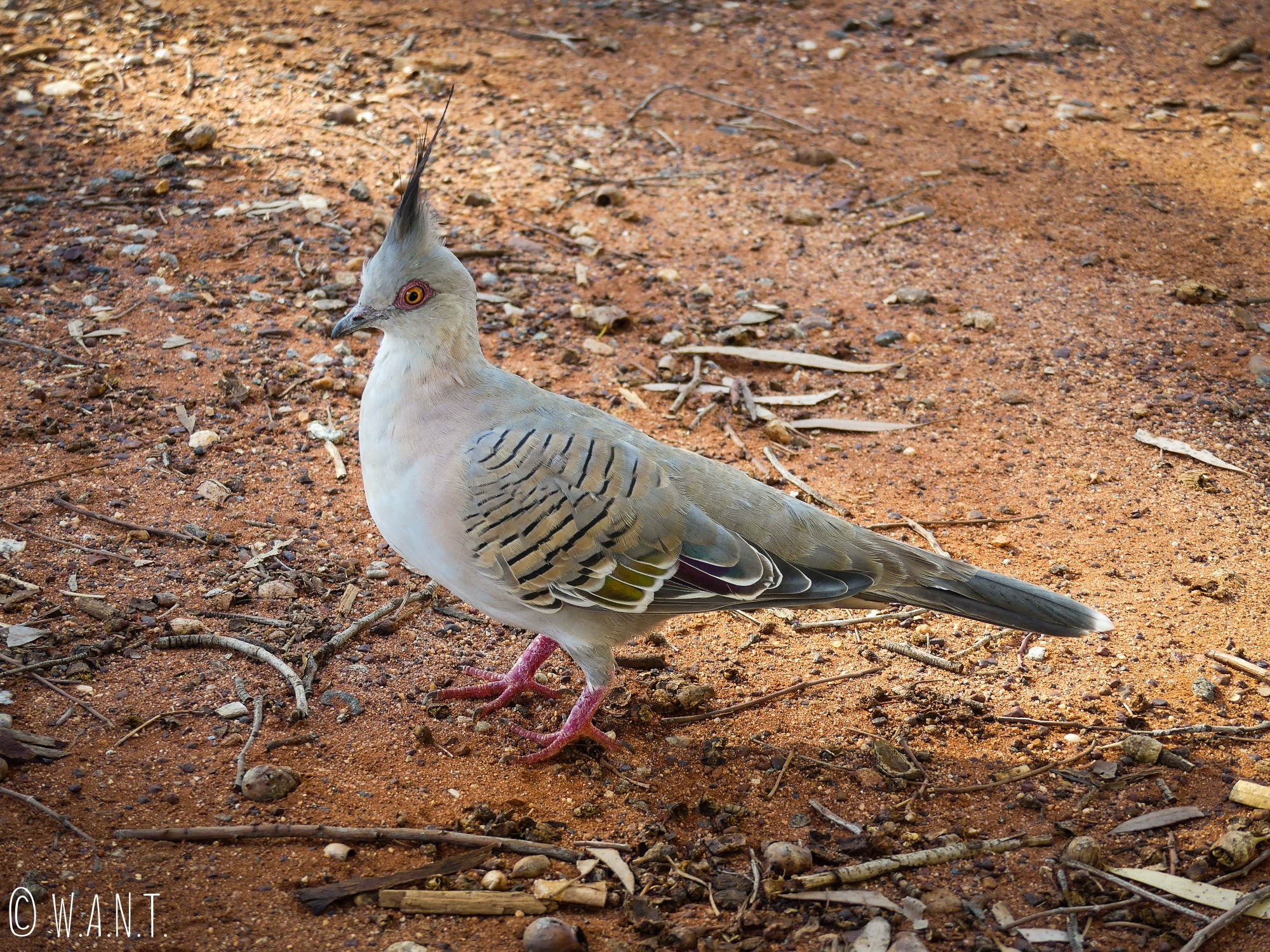 Pigeon à crête à Uluru