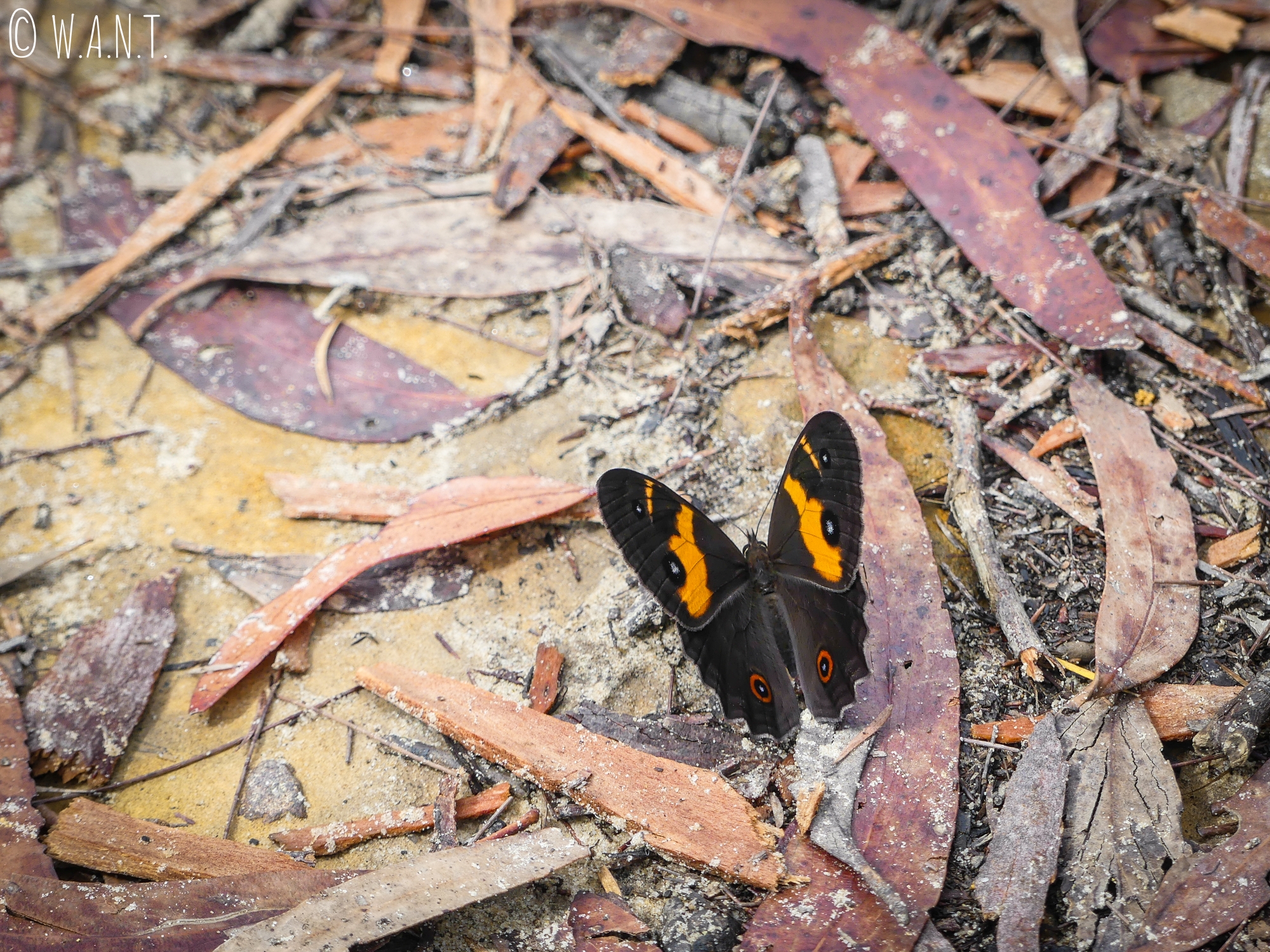 Un papillon nous accompagne lors de cette randonnée sur le chemin du Prince Henry Cliff Walk, dans les Blue Mountains