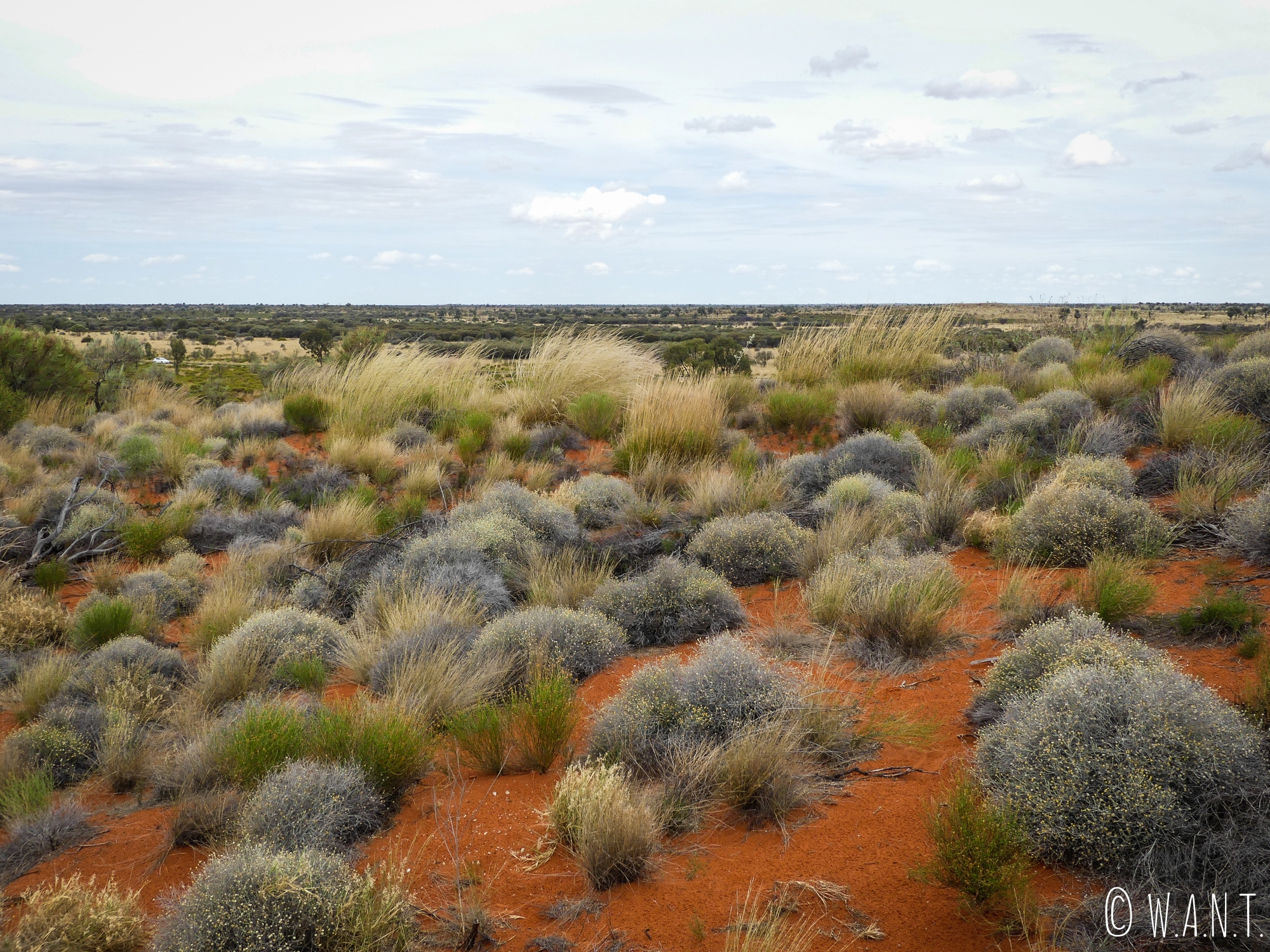 Végétation du parc national Uluru-Kata Tjuta