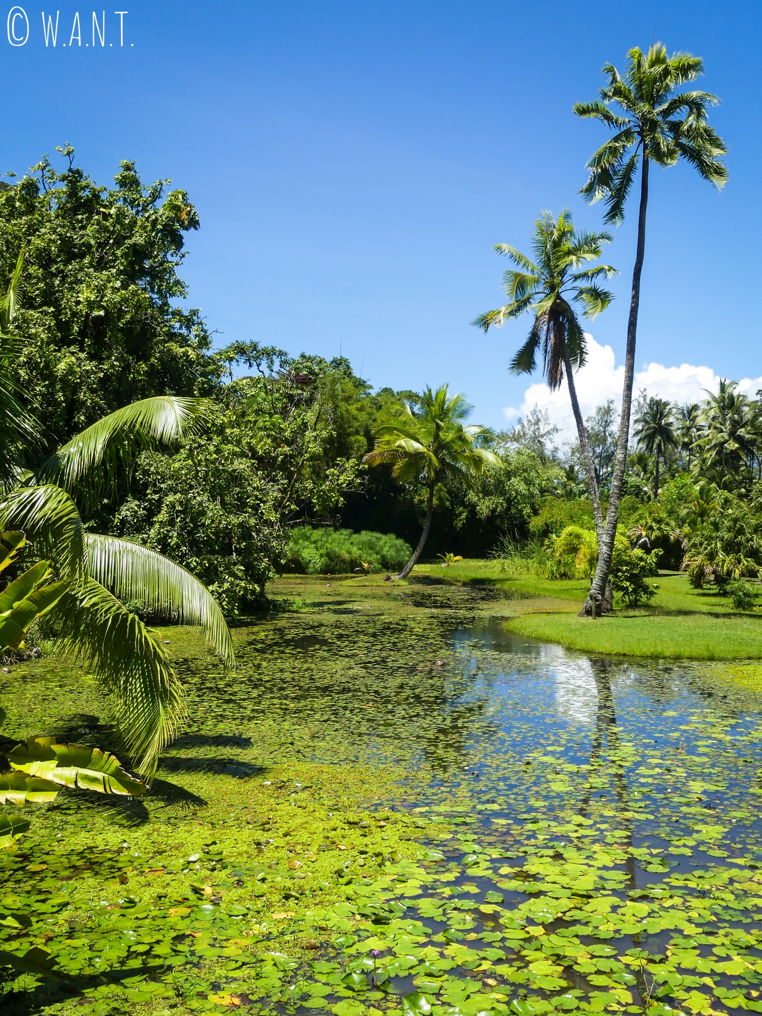 Jardin d'eau de Vaipahi sur l'île de Tahiti
