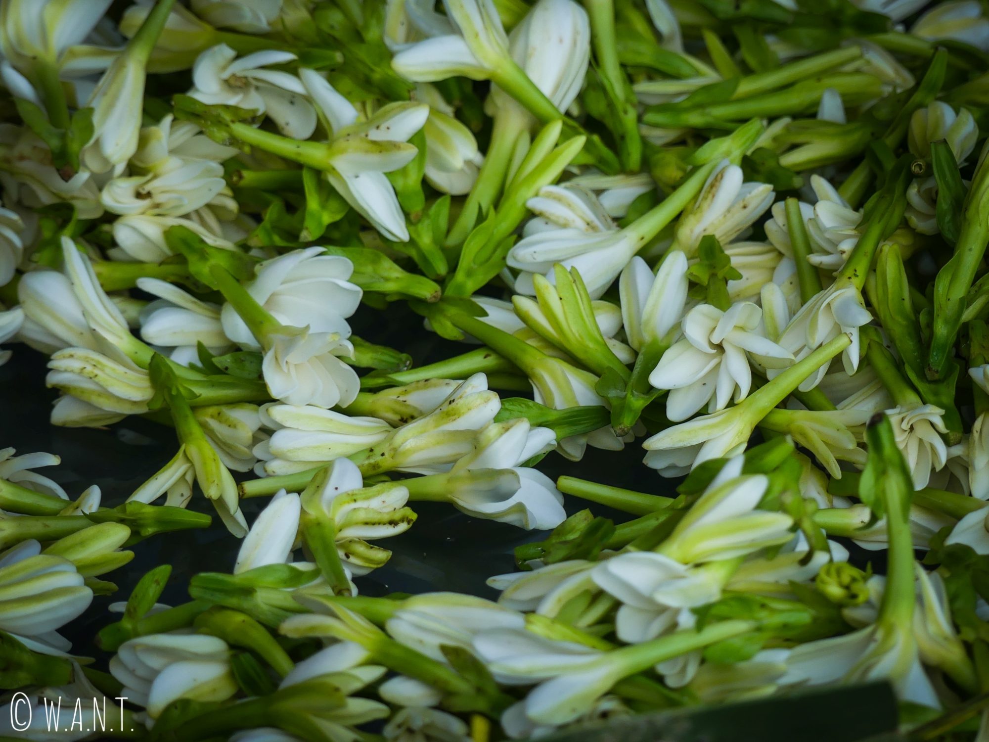 Les fleurs de tiare sont indispensables à la réalisation des célèbres colliers de fleurs