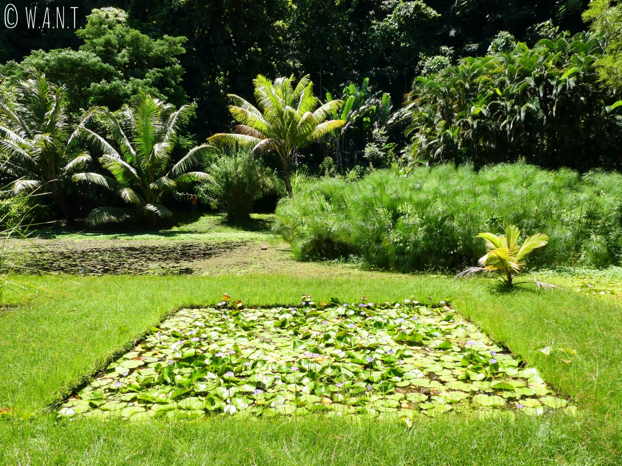 Nénuphars au Jardin d'eau de Vaipahi sur l'île de Tahiti
