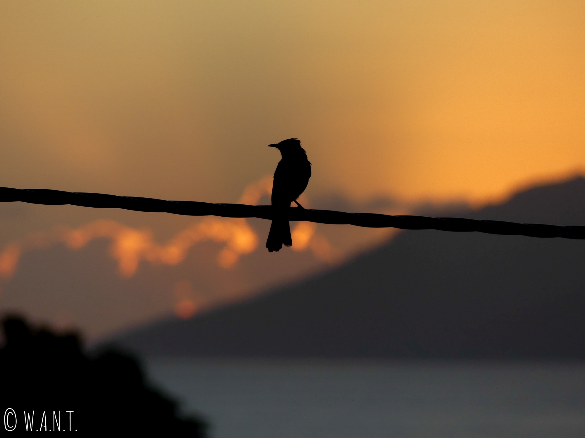 Oiseau sur un fil électrique au moment du coucher de soleil à Tahiti