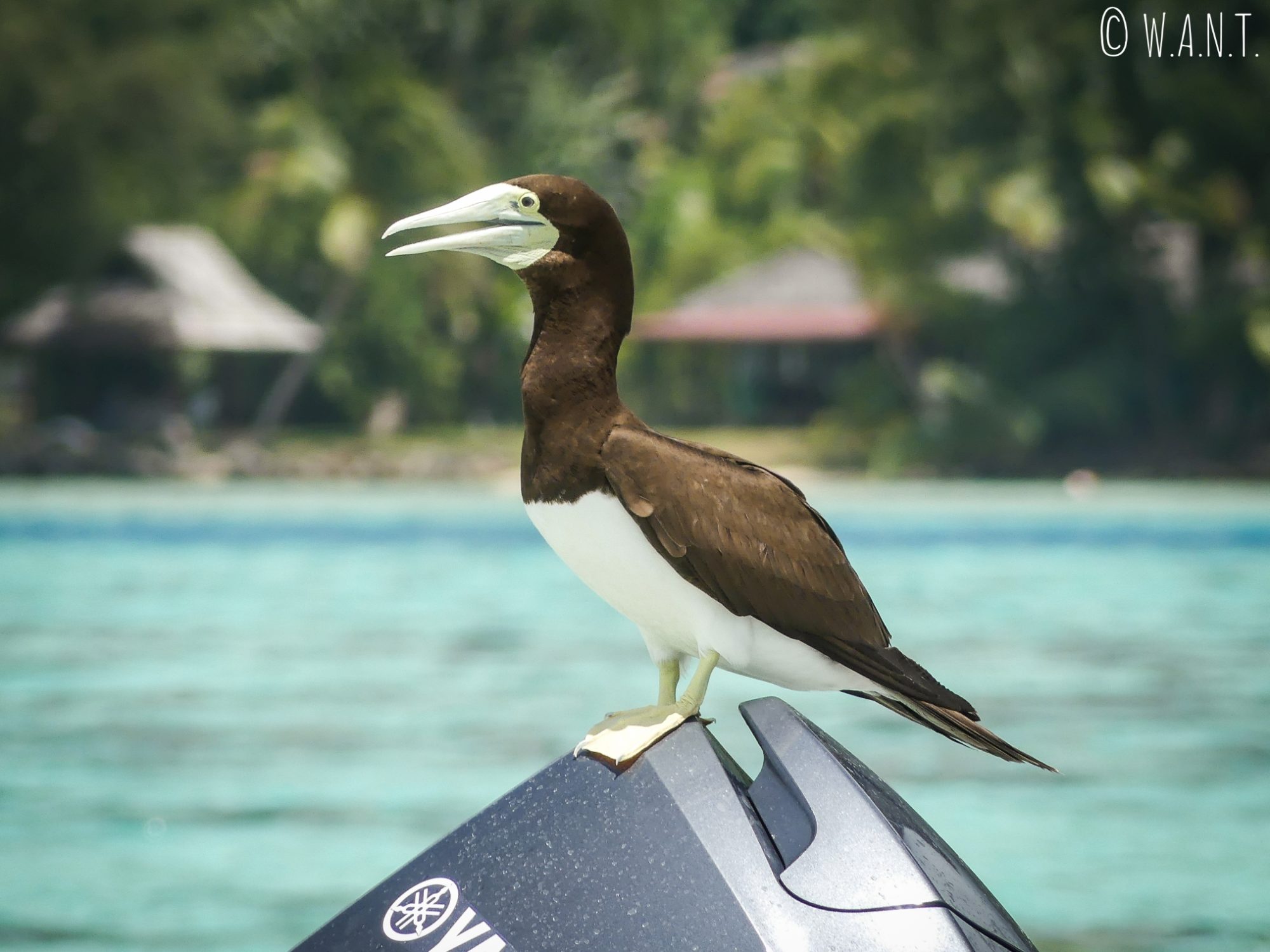 Un oiseau curieux s'est posé sur le bateau au fond de verre de Capitaine Taina, sur l'île de Moorea