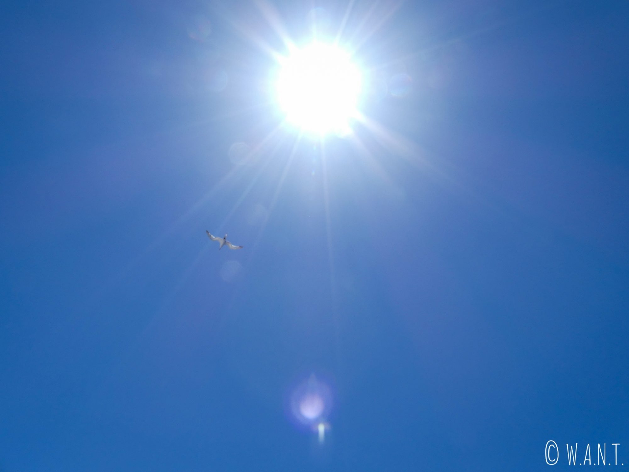 Une mouette dans le ciel bleu qui accompagne la traversée de Tahiti à Moorea