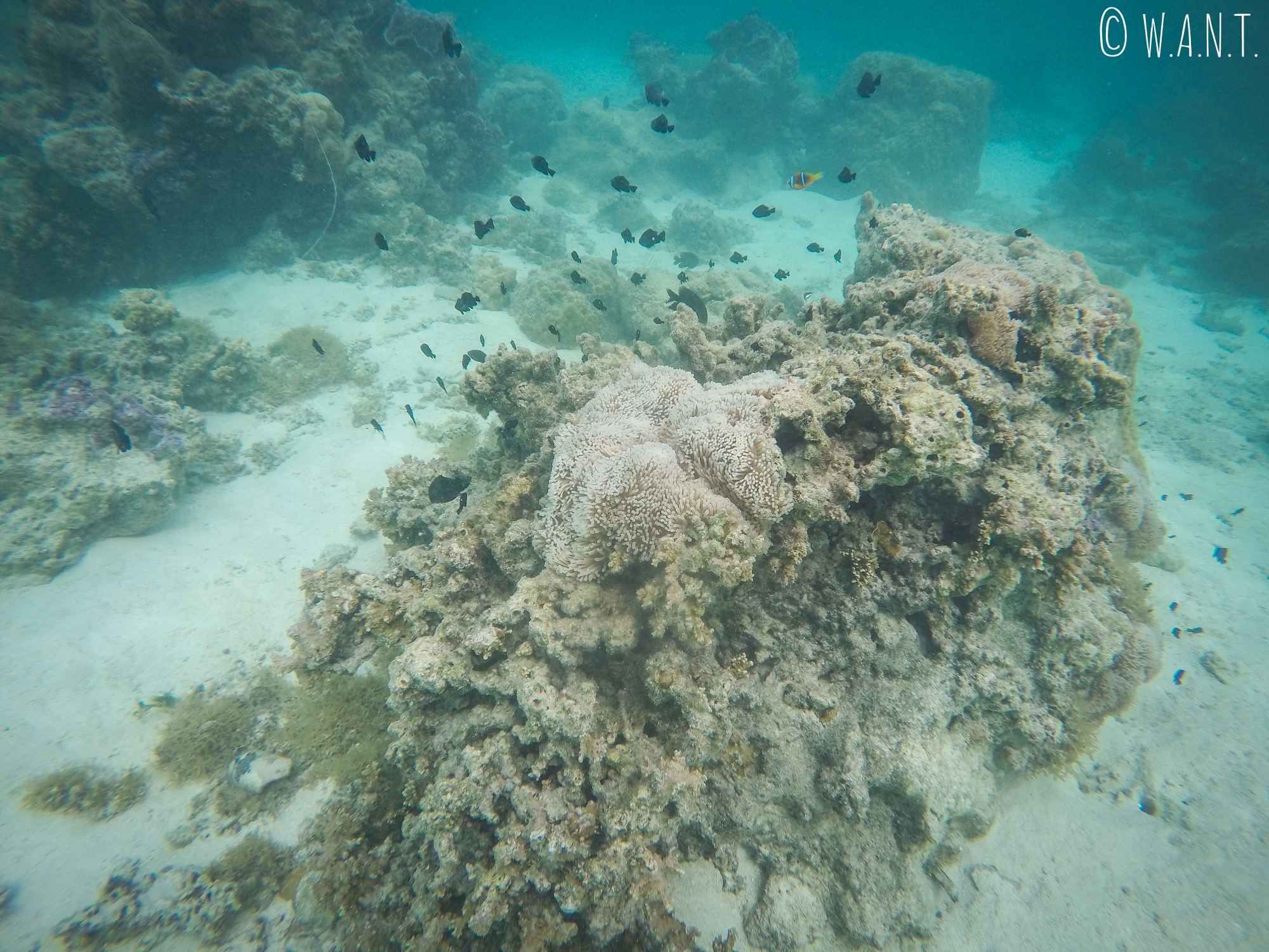 Une patate de corail abrite souvent une faune et une flore des plus diverses
