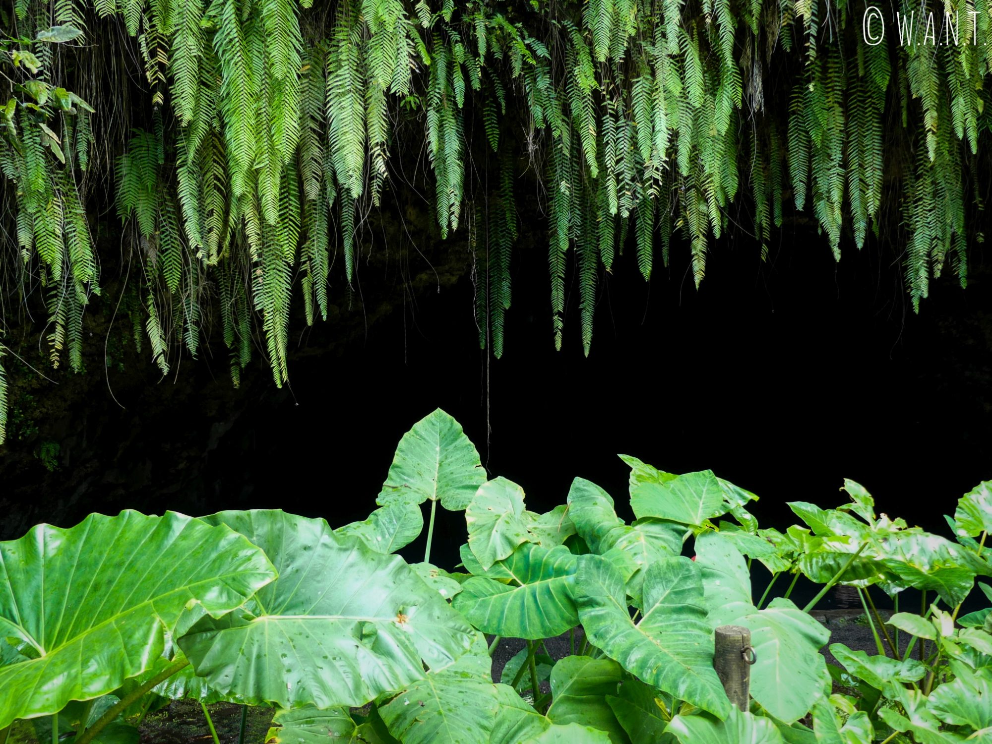 Végétation autour des grottes de Maraa sur l'île de Tahiti