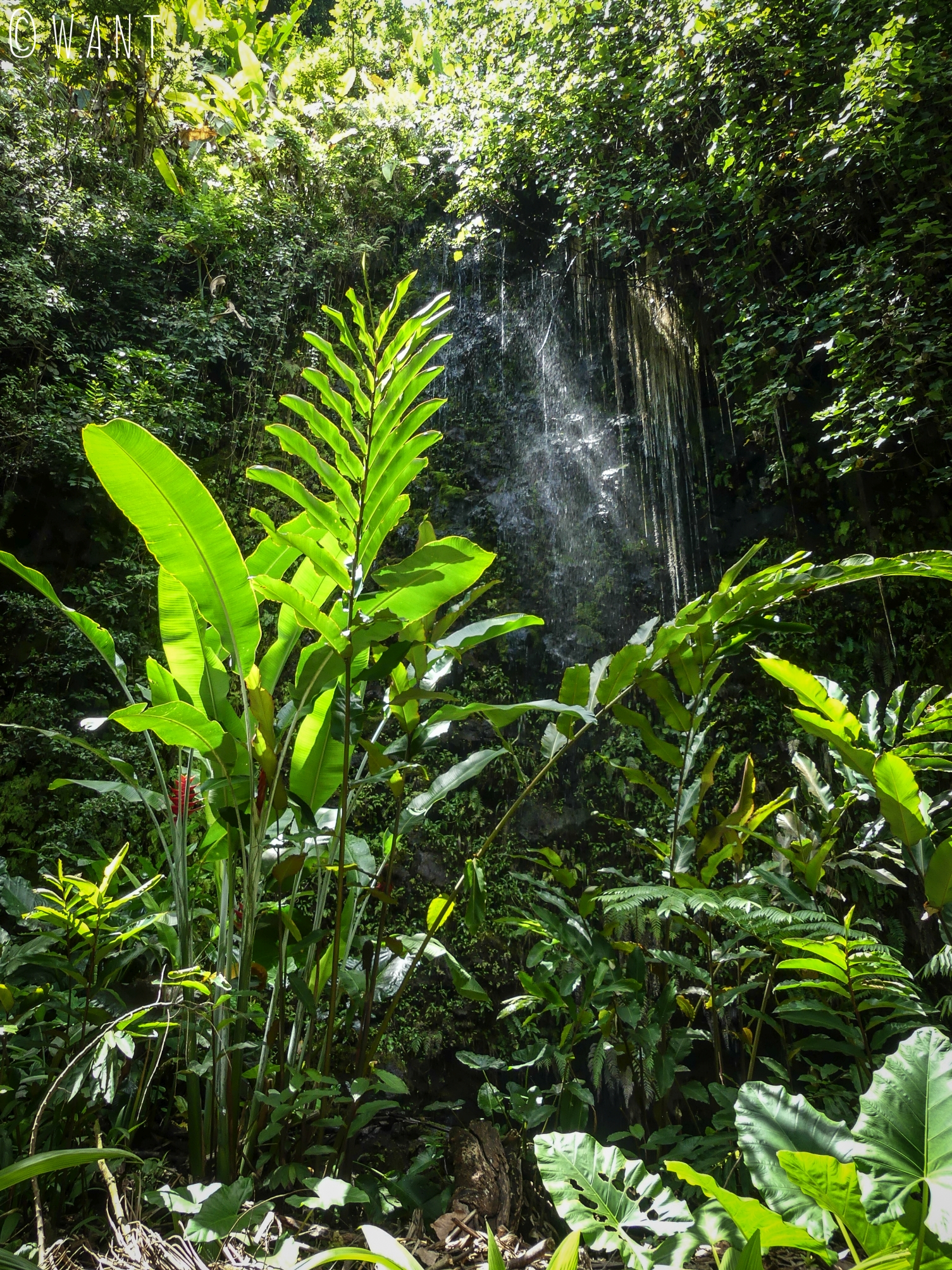 Végétation autour des grottes de Maraa à Tahiti