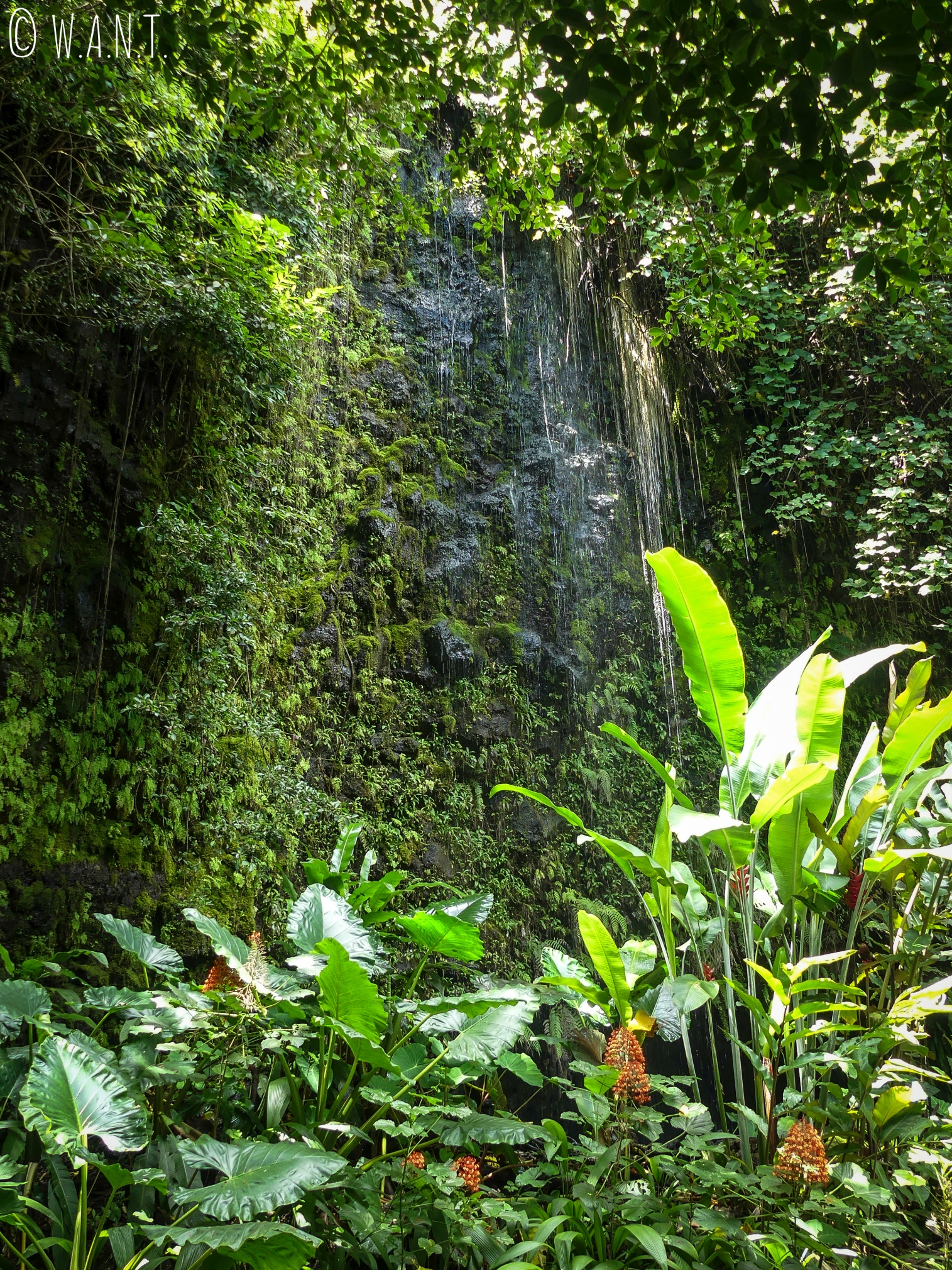 Végétation et cascade aux grottes de Maraa sur Tahiti