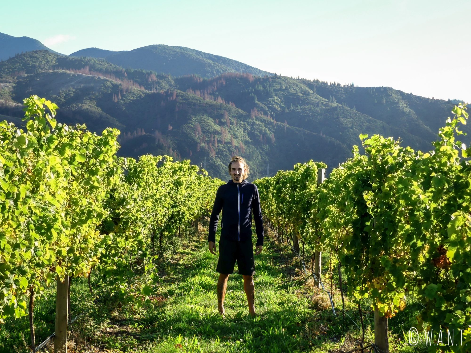 Benjamin est ravi de se promener à travers les vignes dans la région de Malborough Sounds en Nouvelle-Zélande