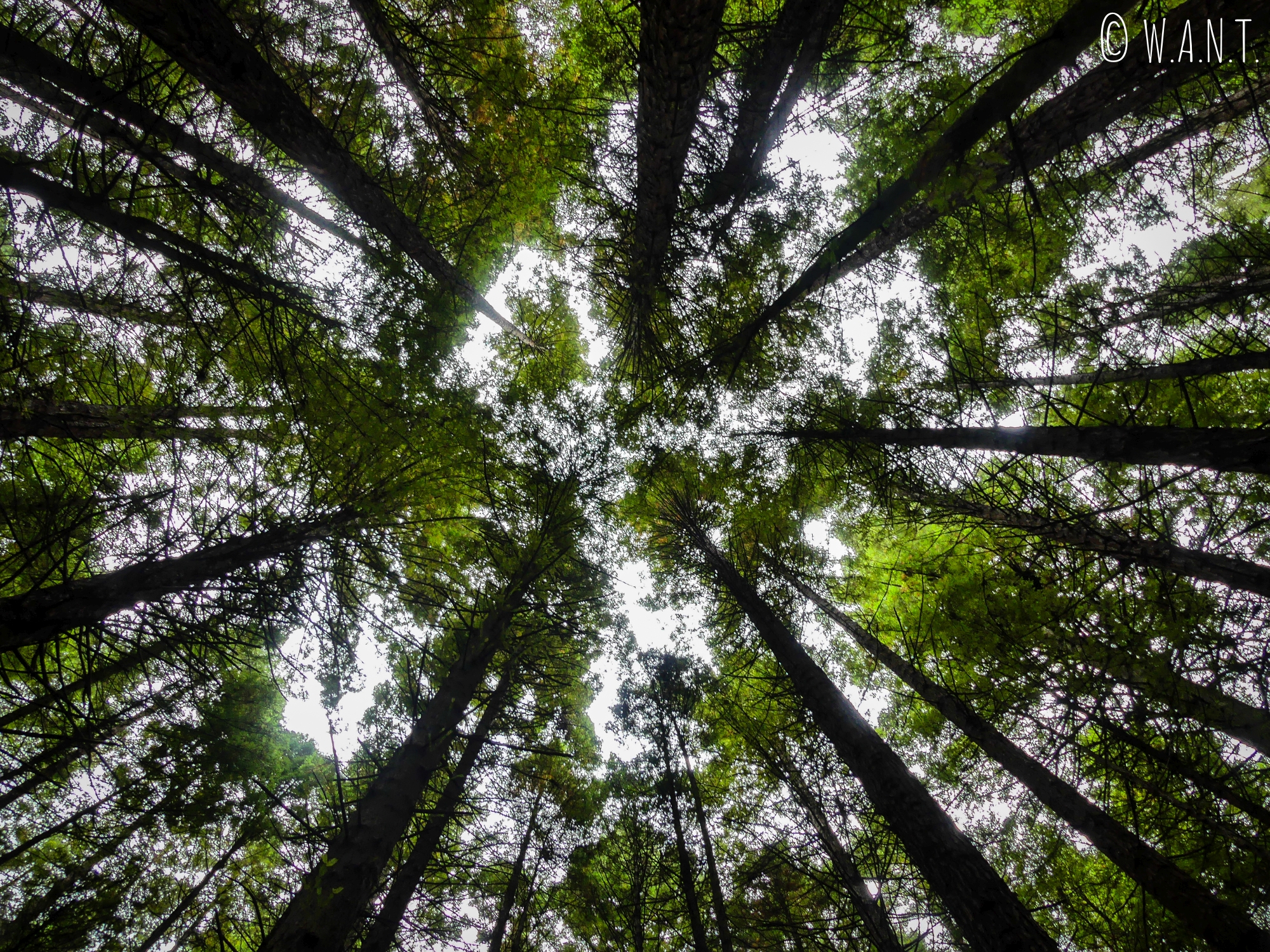 Canopée de la Redwoods Forest, près de Rotorua en Nouvelle-Zélande