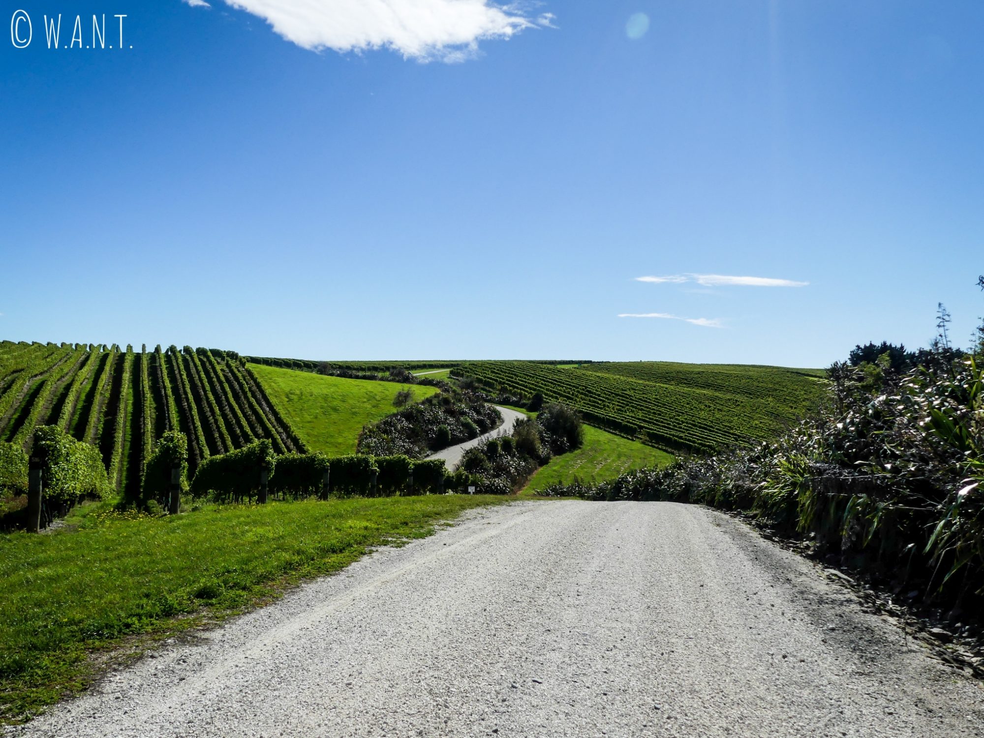 La White Road permet de conduire à travers le domaine Yealands dans la région de Malborough Sounds en Nouvelle-Zélande