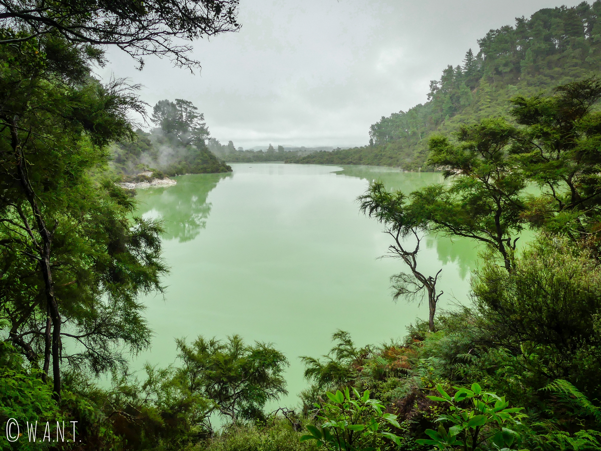 Le Lake Ngakoro a une eau de couleur verte au site de Wai-O-Tapu en Nouvelle-Zélande