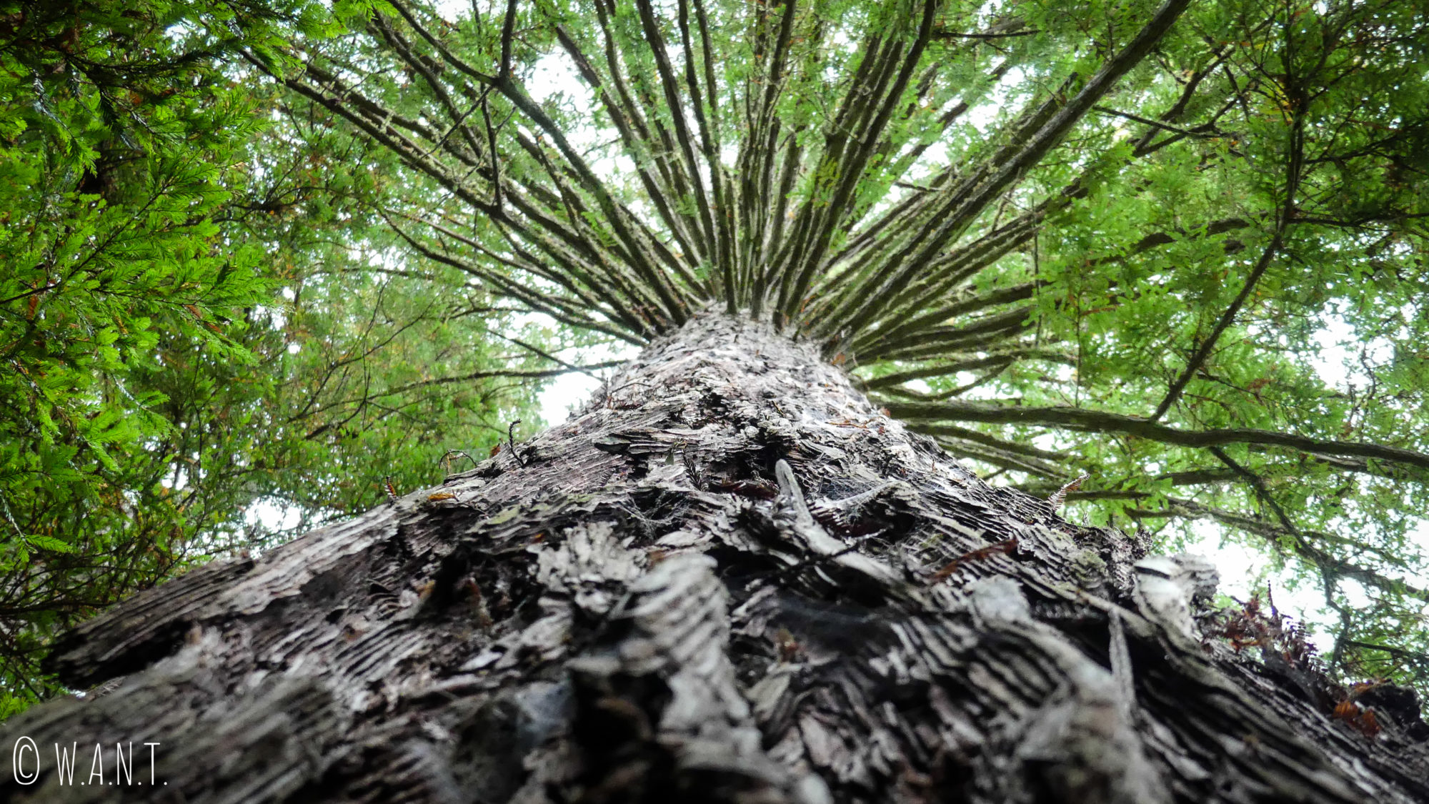 Les Redwoods près de Rotorua en Nouvelle-Zélande, sont gigantesques