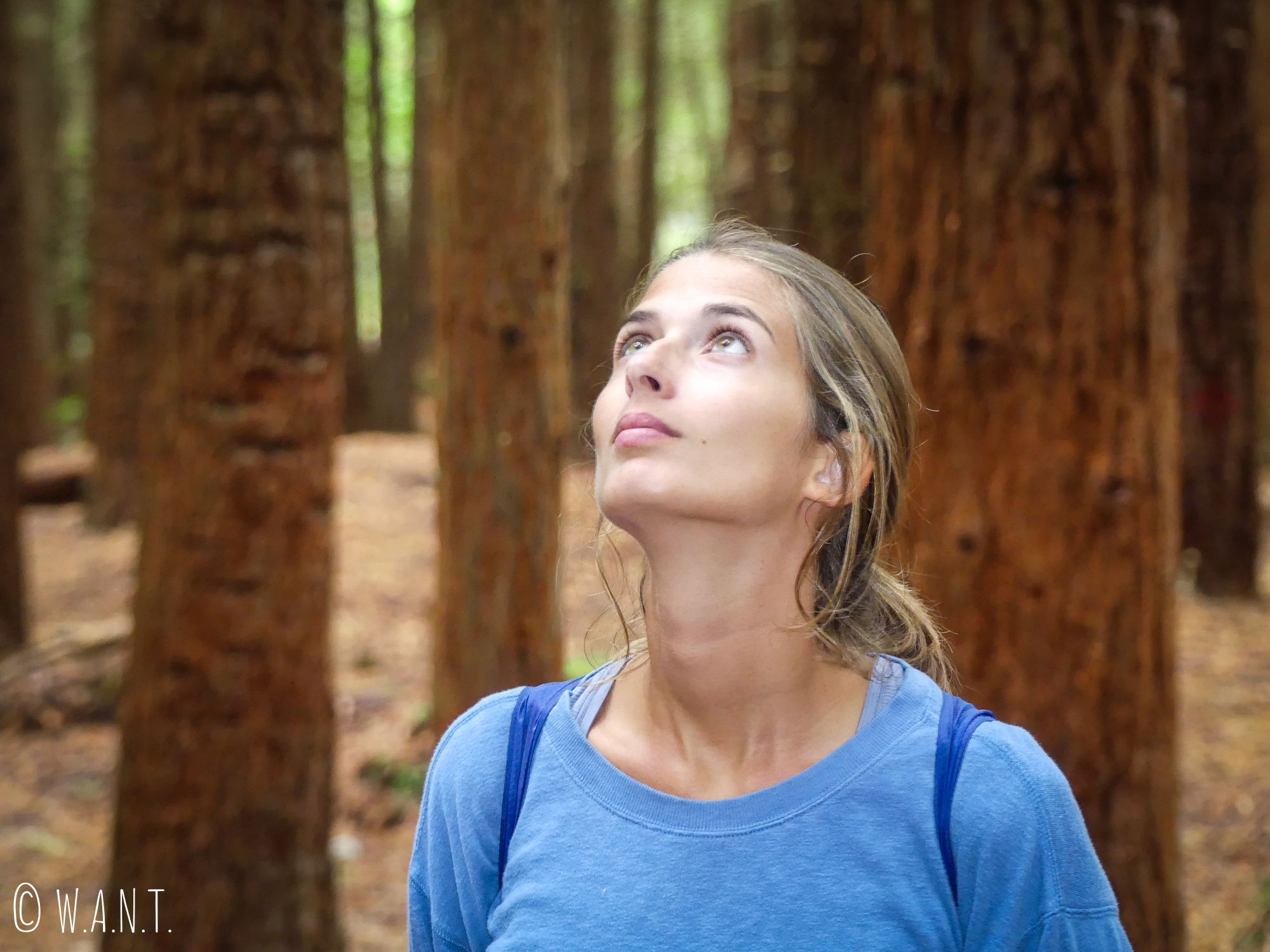 Marion contemplant la canopée de la Redwoods Forest, près de Rotorua en Nouvelle-Zélande
