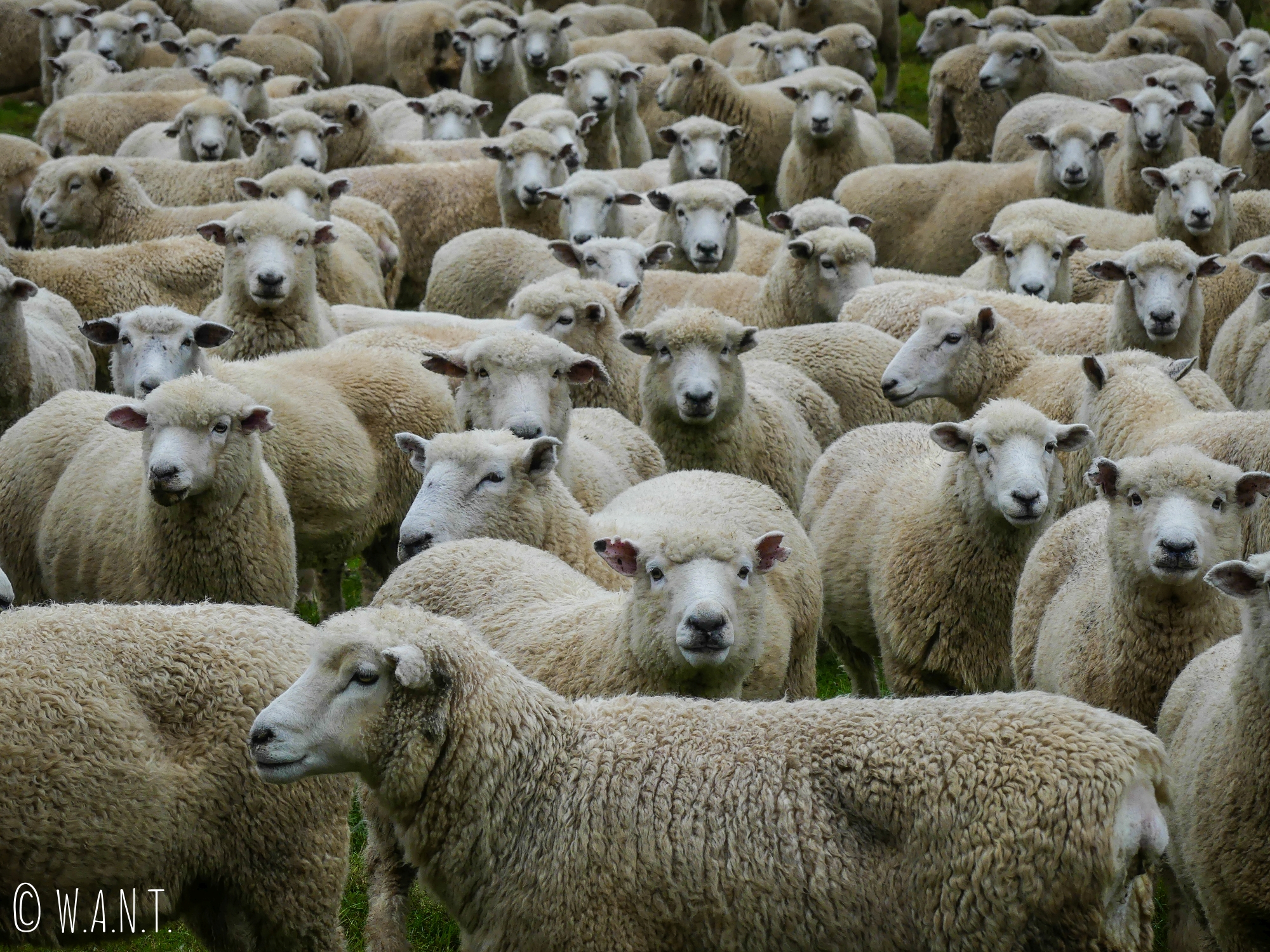 Nous avons vu un nombre incalculable de moutons en Nouvelle-Zélande