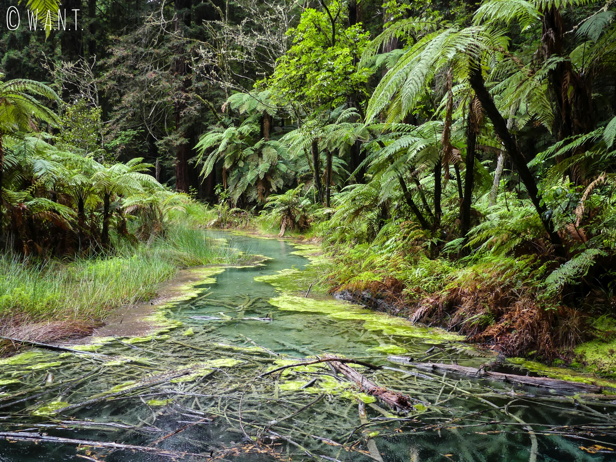 Paysage lors de notre randonnée dans la Redwoods Forest, près de Rotorua en Nouvelle-Zélande