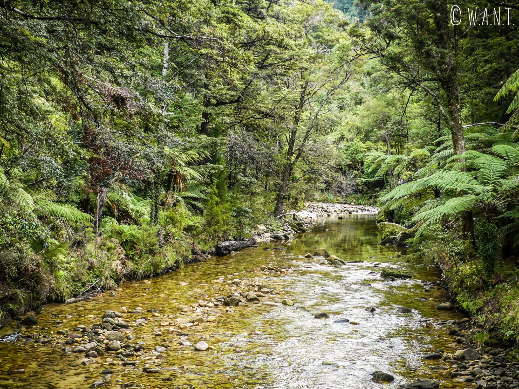 Rivière Torrent dans la parc national Abel Tasman en Nouvelle-Zélande