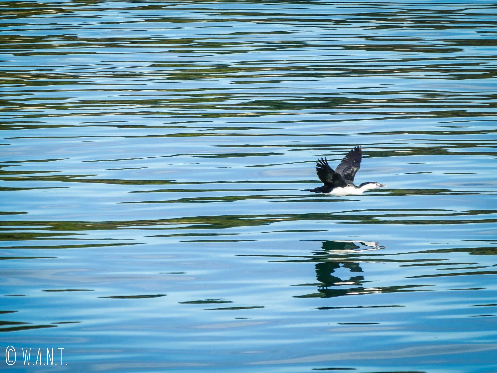 Vol de cormorant au-dessus des eaux de la baie de Tasman en Nouvelle-Zélande
