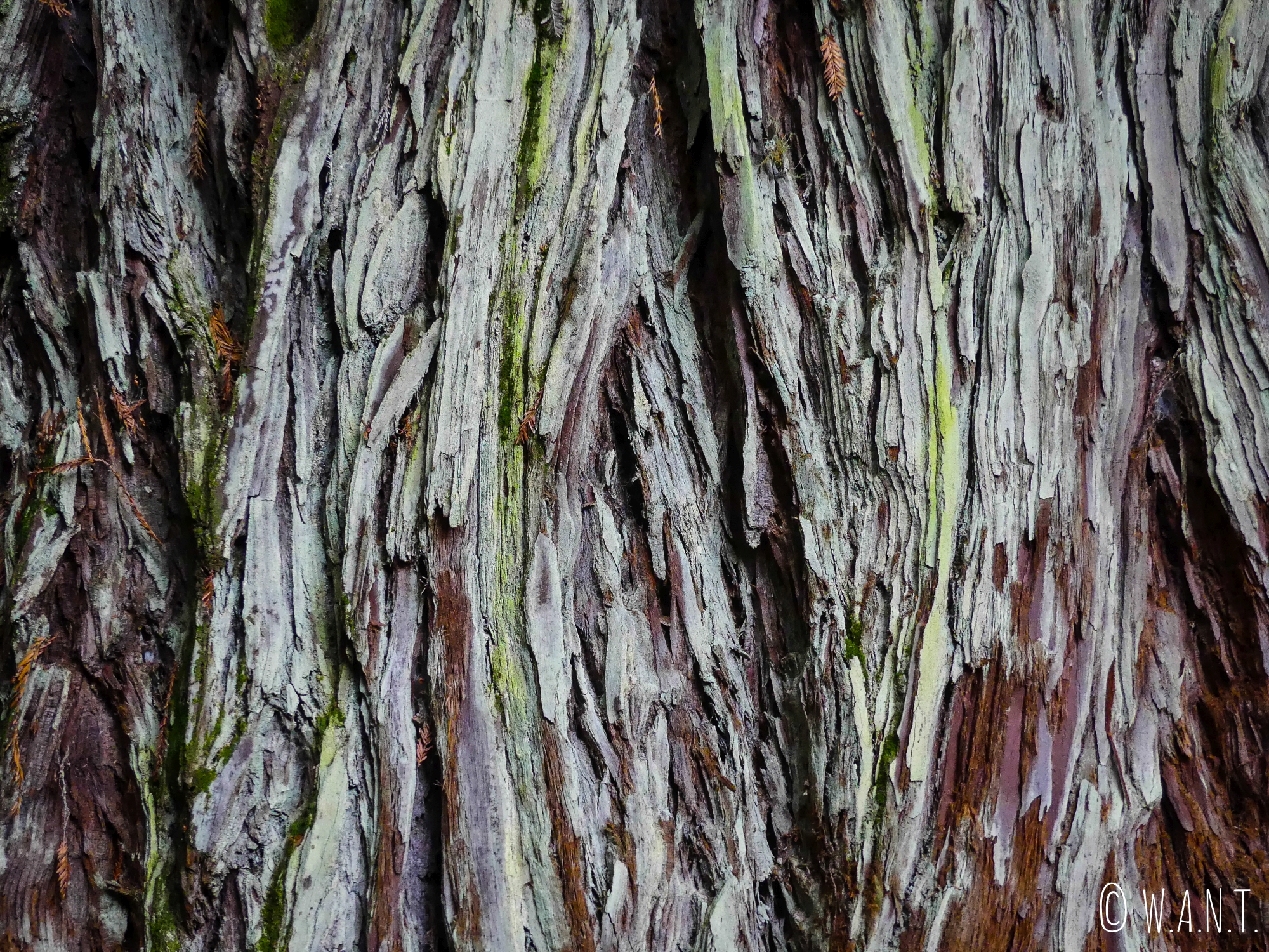 Écorce d'un Redwoods près de Rotorua en Nouvelle-Zélande