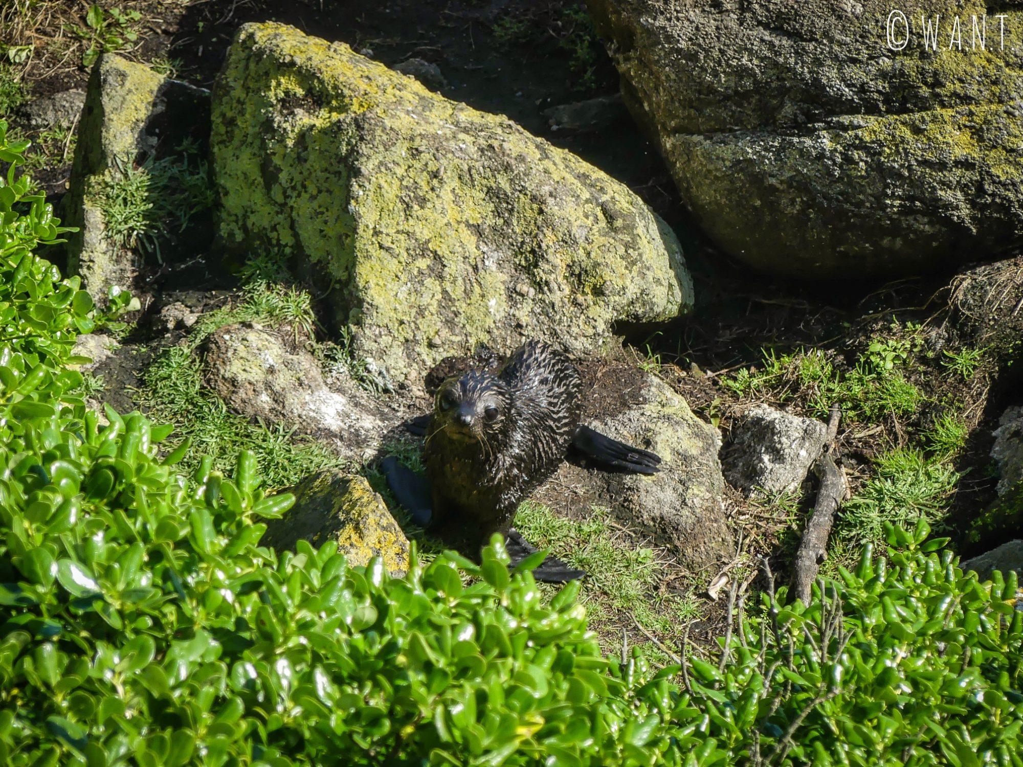 Adorable phoque observé depuis à Tauranga Bay en Nouvelle-Zélande