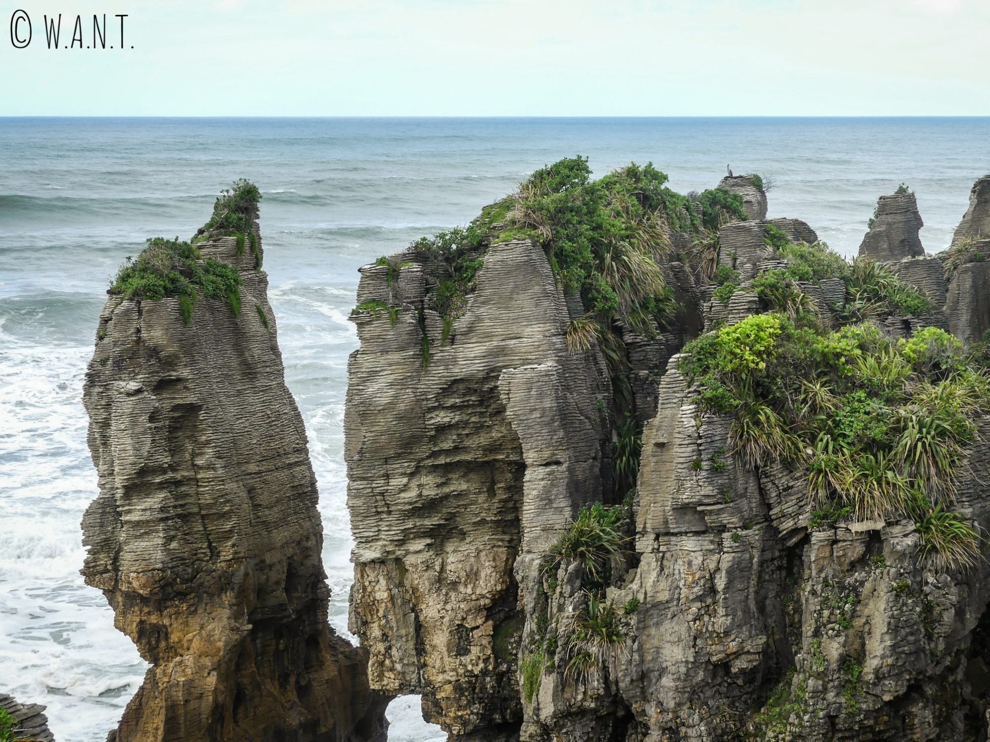 La végétation reprend ses droits sur les Pancake Rocks en Nouvelle-Zélande